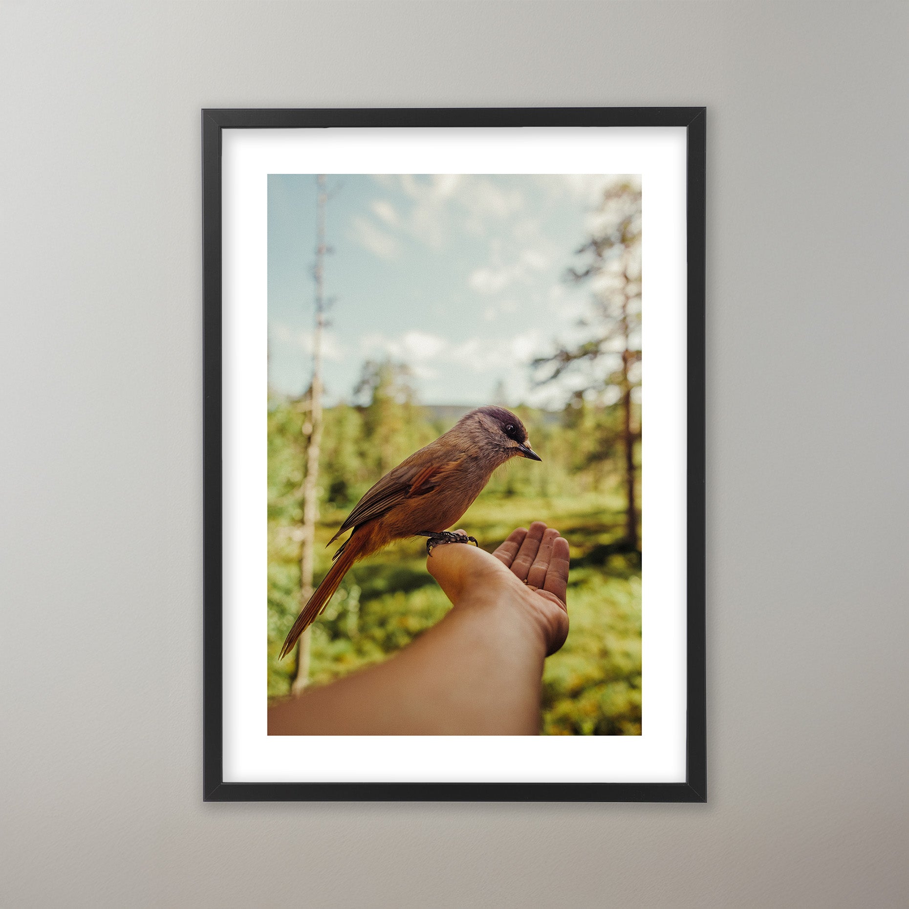 Natures Trust - Njupeskär