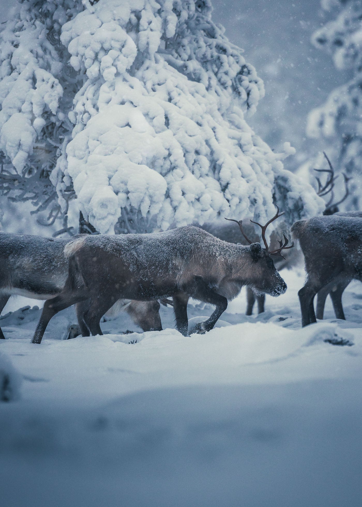 Renar betar i en snötyngd skog i Idre. Poster i olika storlekar: 30x40 cm, 40x50 cm, 50x70-cm, 70x100 cm.
