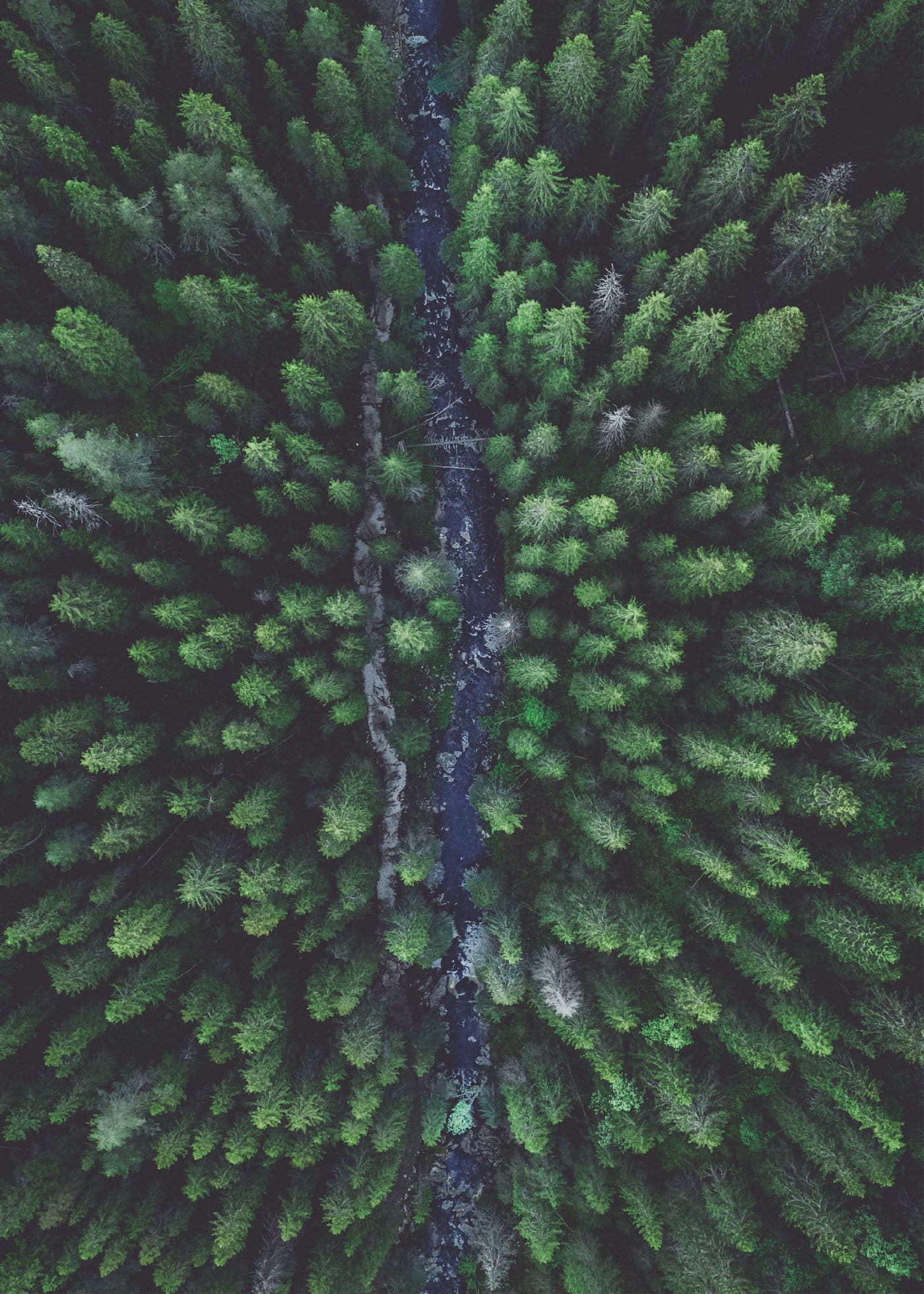 Drönarfoto över tät svensk granskog med höga träd i naturligt ljus. Poster i olika storlekar: 30x40 cm, 40x50 cm, 50x70-cm, 70x100 cm.