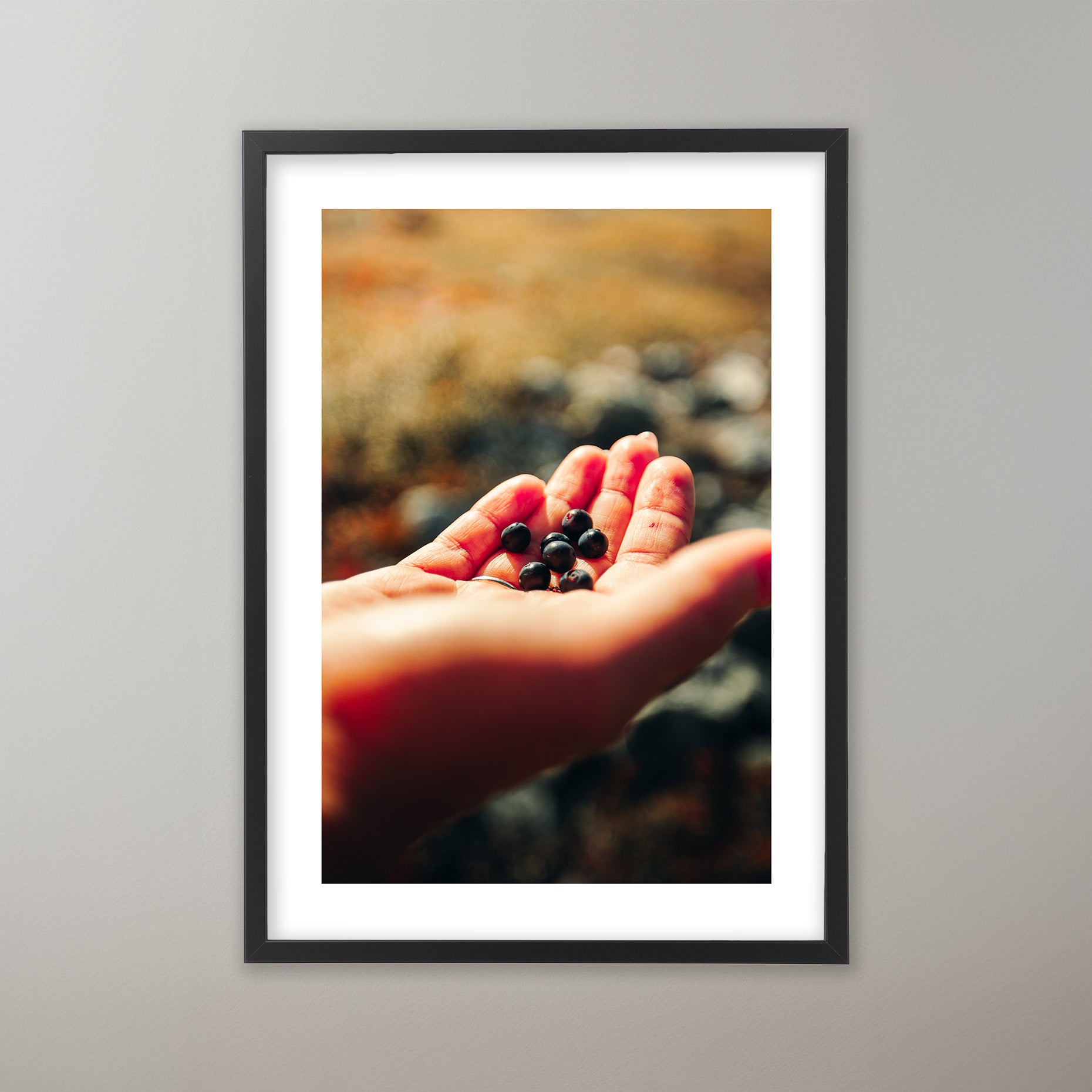 En öppen hand som håller färska blåbär mot en suddig naturlig bakgrund i varma jordtoner. Poster i olika storlekar: 30x40 cm, 40x50 cm, 50x70-cm, 70x100 cm.