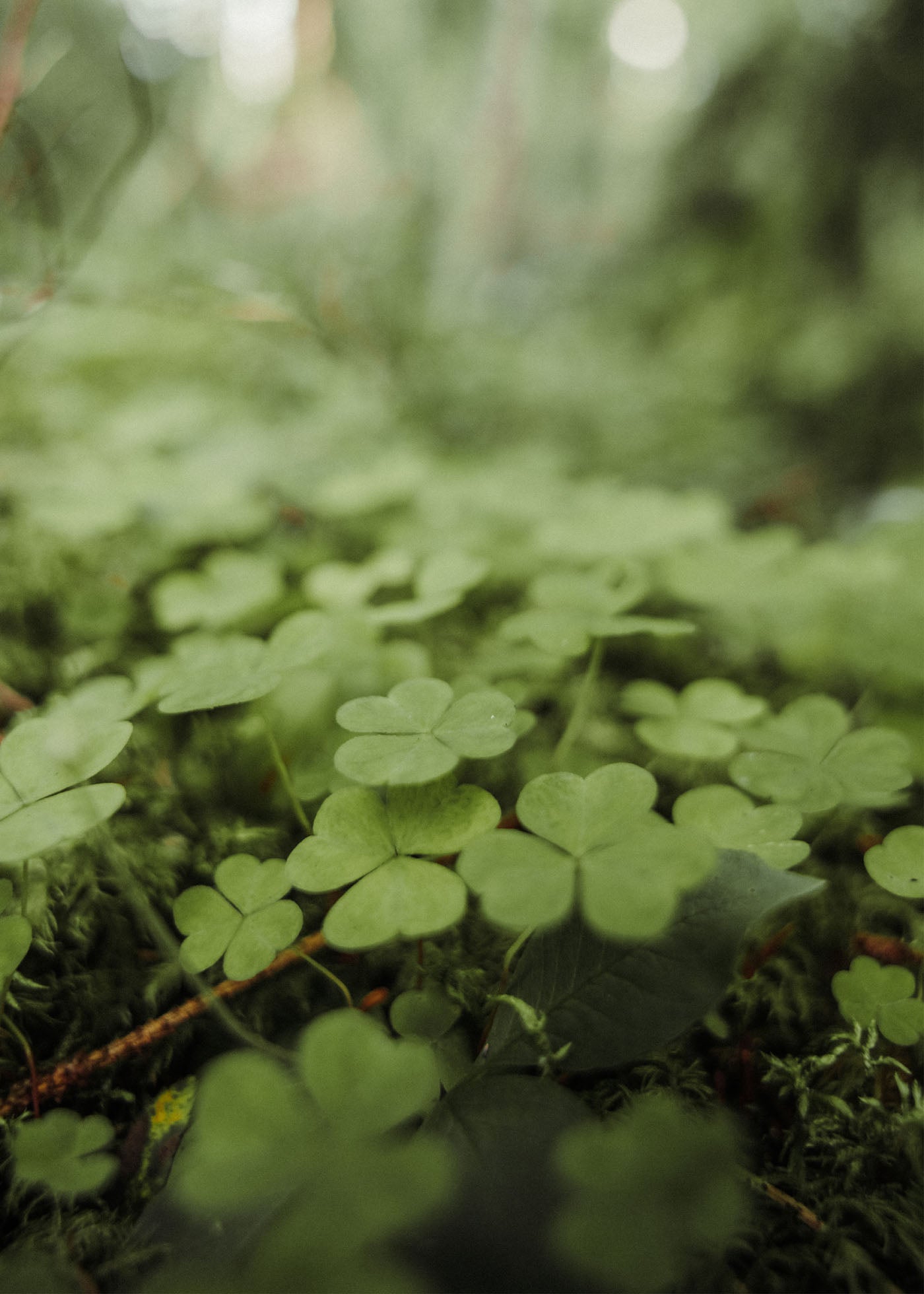 Green Harmony - Njupeskär