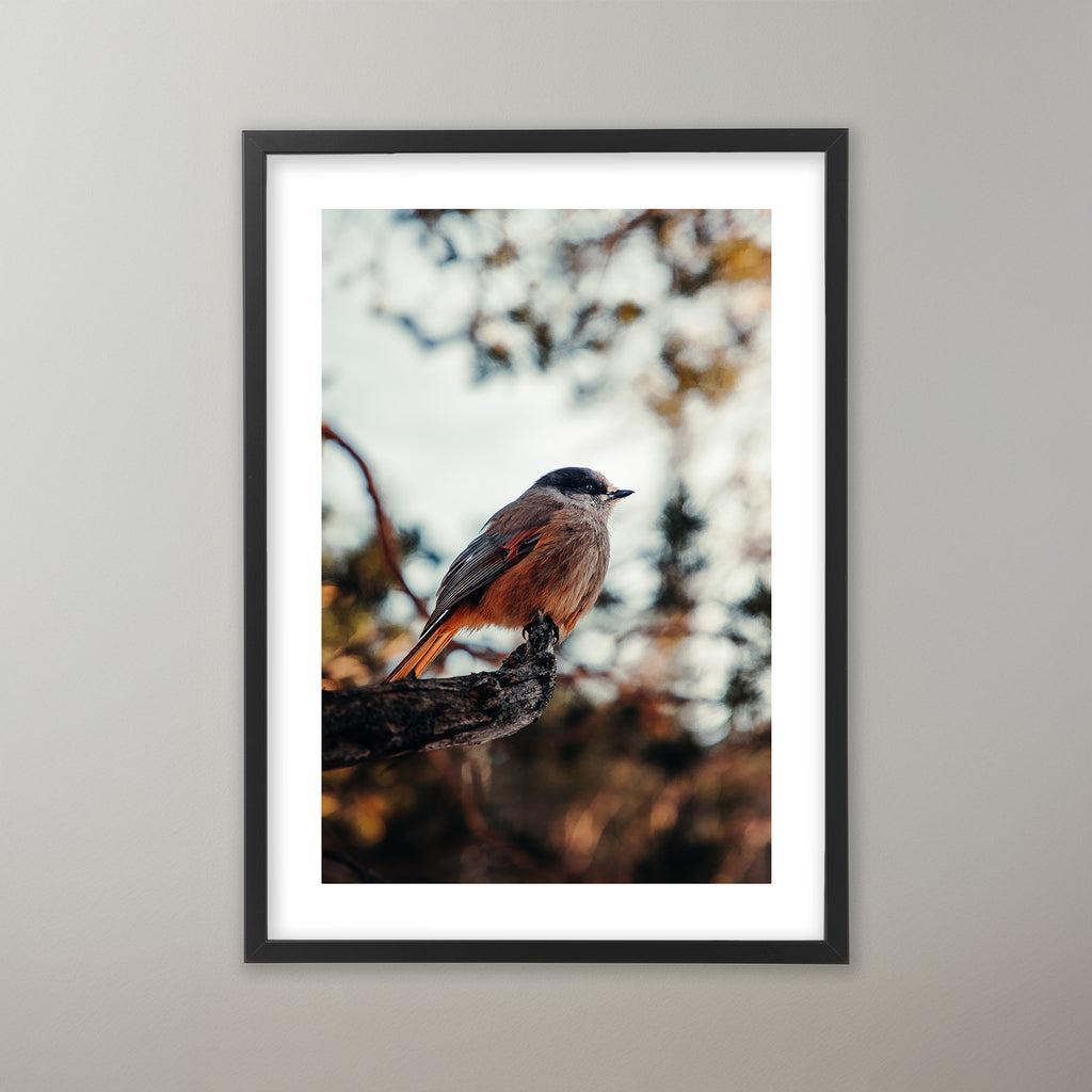 Natures Portrait - Njupeskär