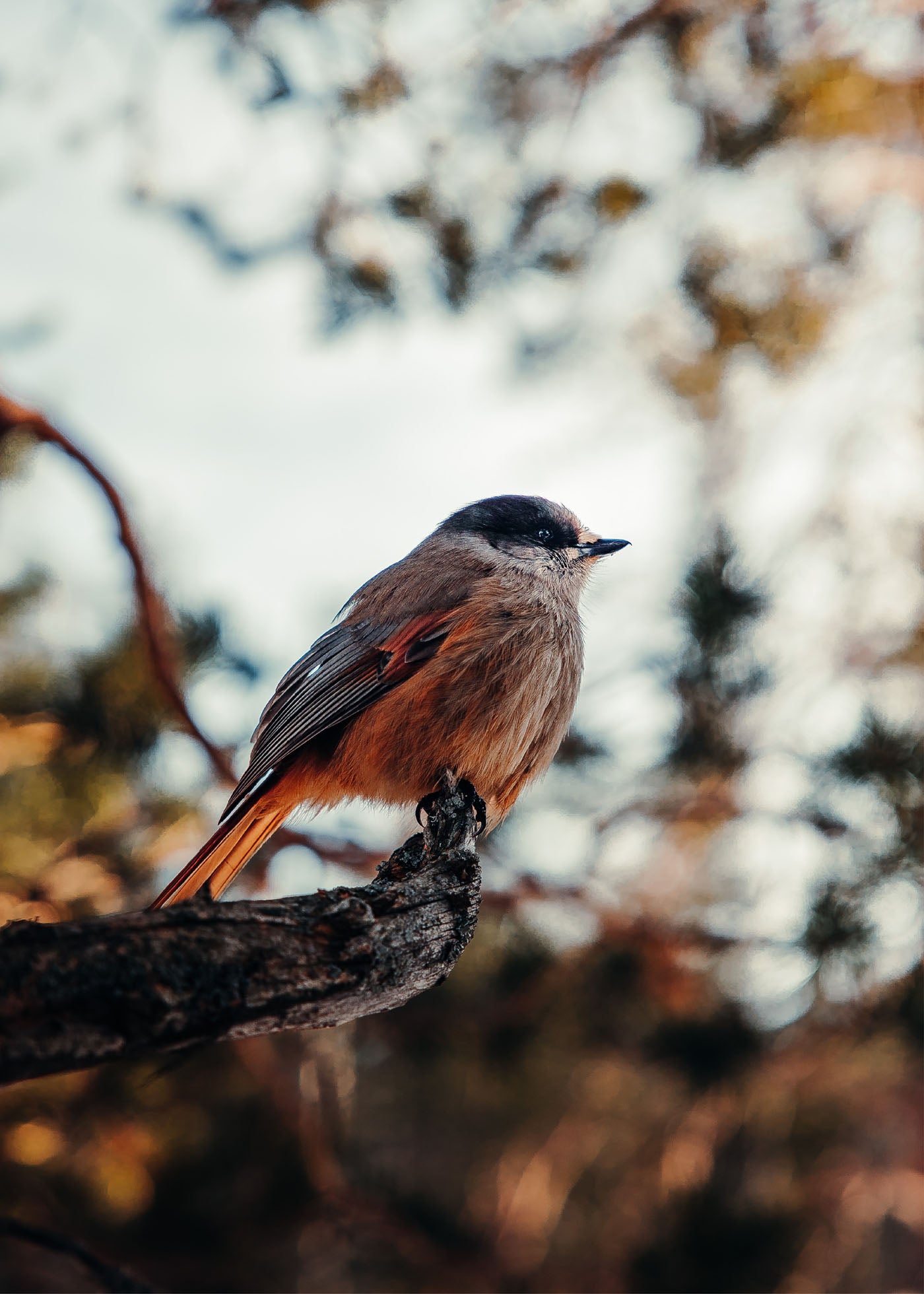 Natures Portrait - Njupeskär