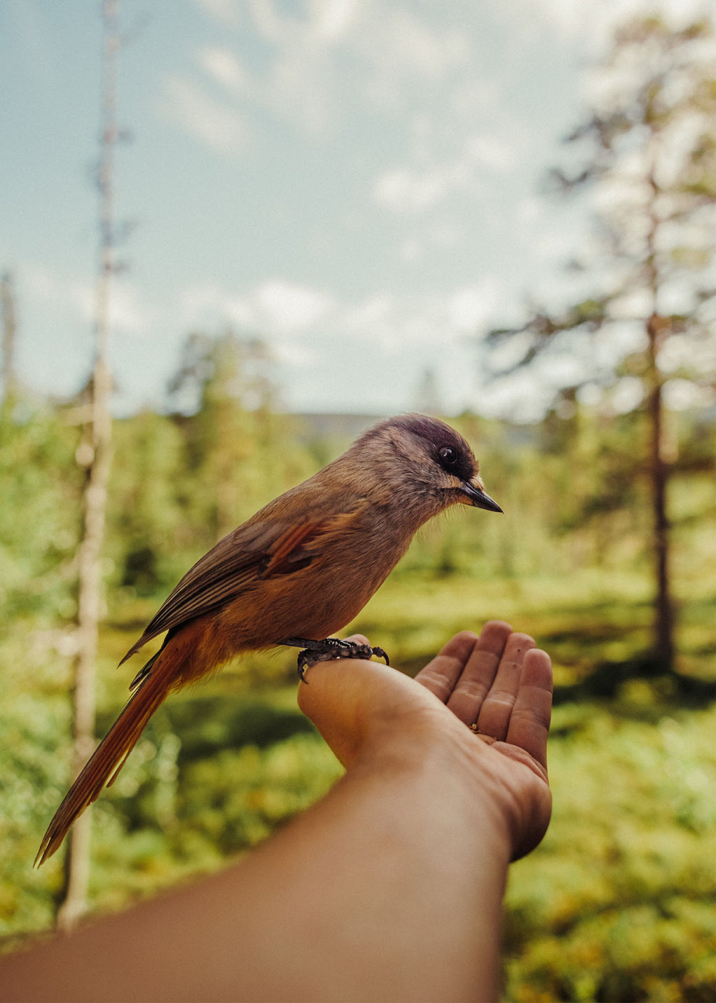 Natures Trust - Njupeskär