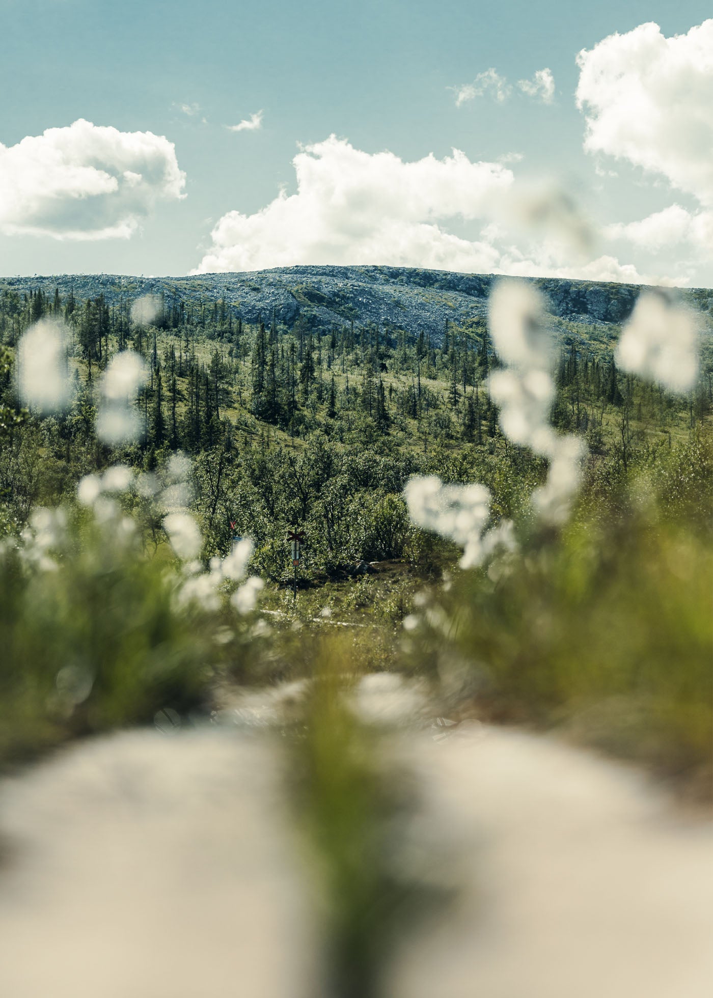 Botanical Journey - Vemdalen