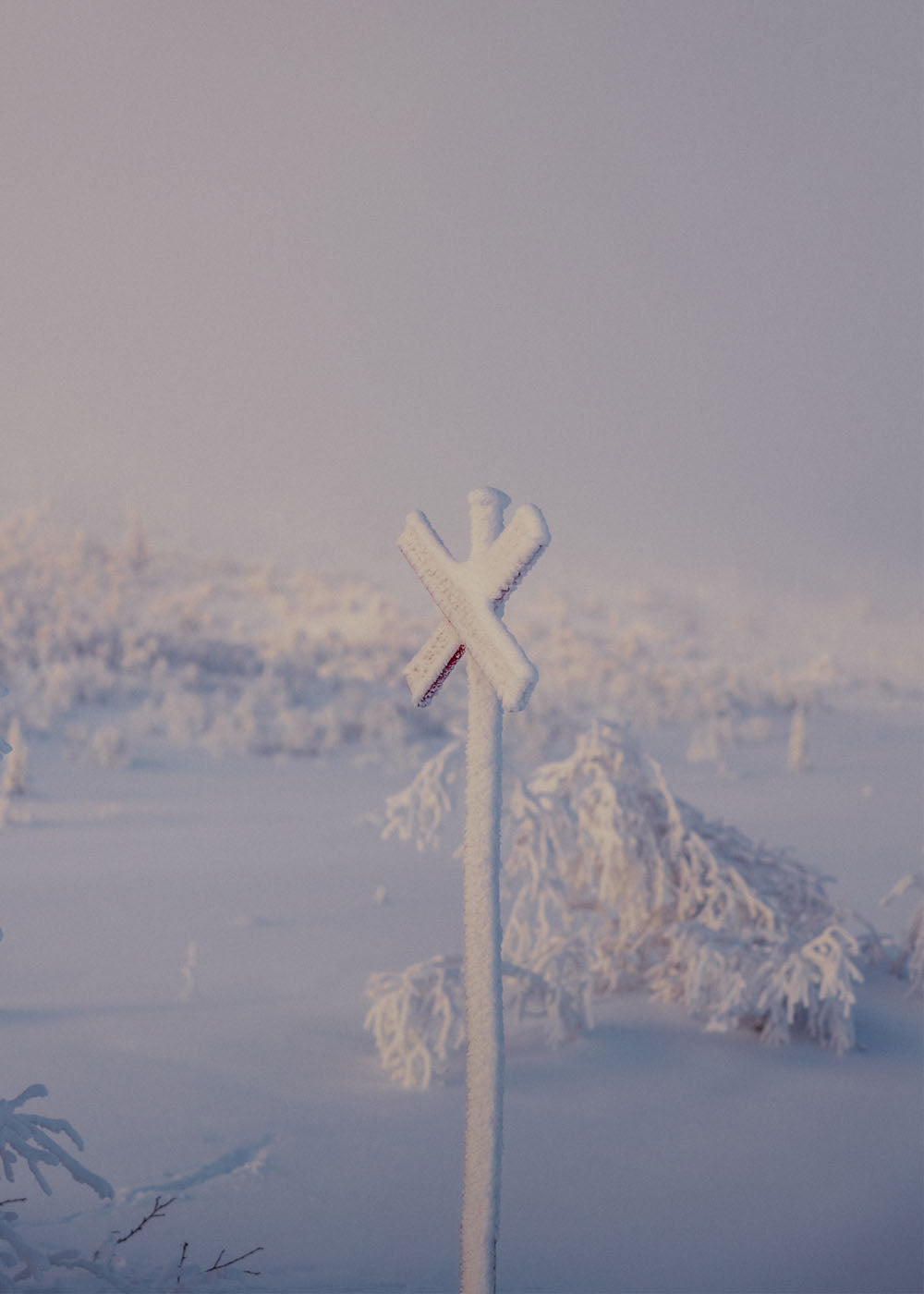 Snöigt ledkryss i lilaskimrande ljus. Poster i olika storlekar: 30x40 cm, 40x50 cm, 50x70-cm, 70x100 cm.