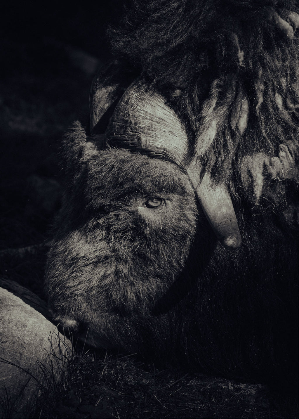 Nordic Giant - Tänndalen