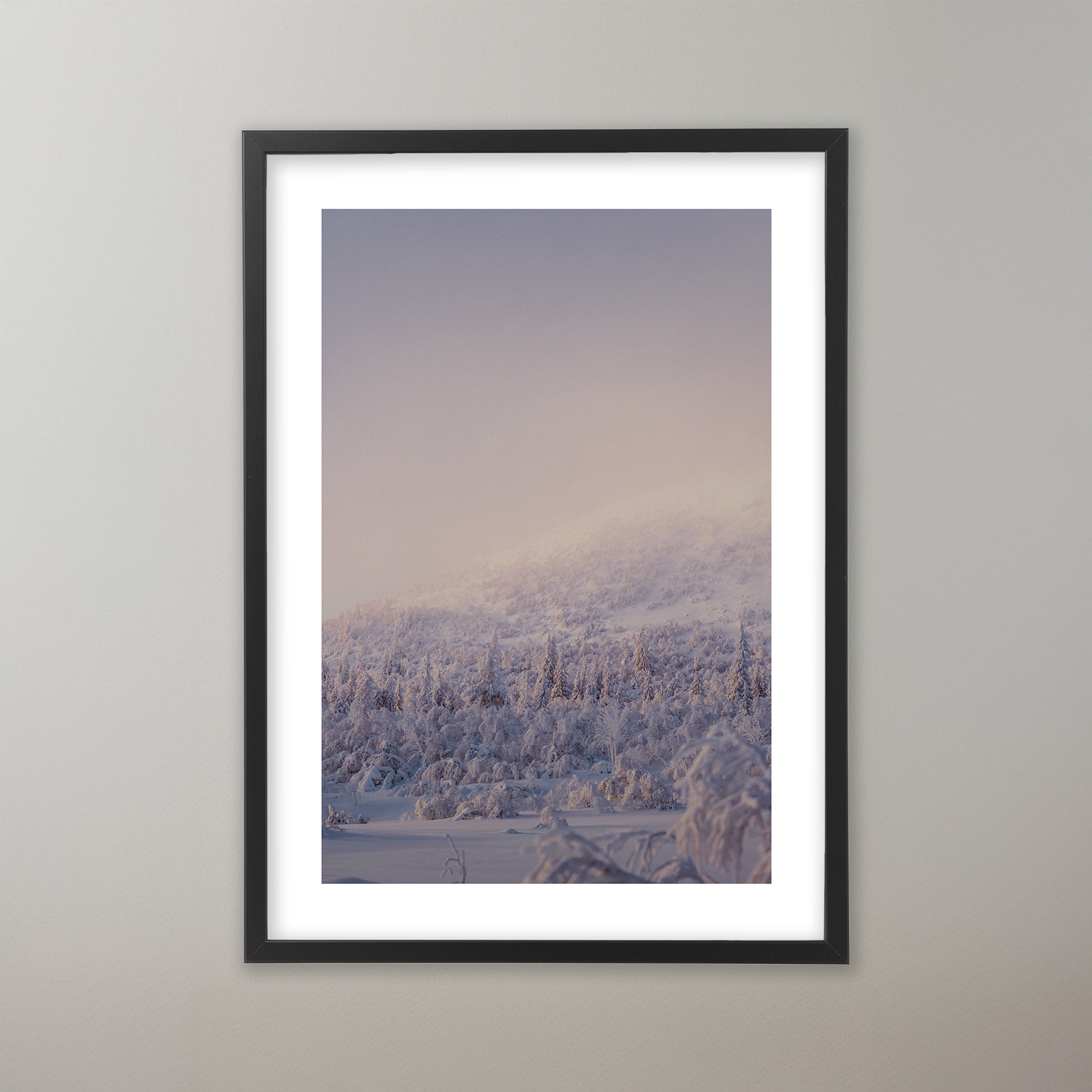Lilaskimrande dimma över Nipfjällets trädtoppar. Poster i olika storlekar: 30x40 cm, 40x50 cm, 50x70-cm, 70x100 cm.