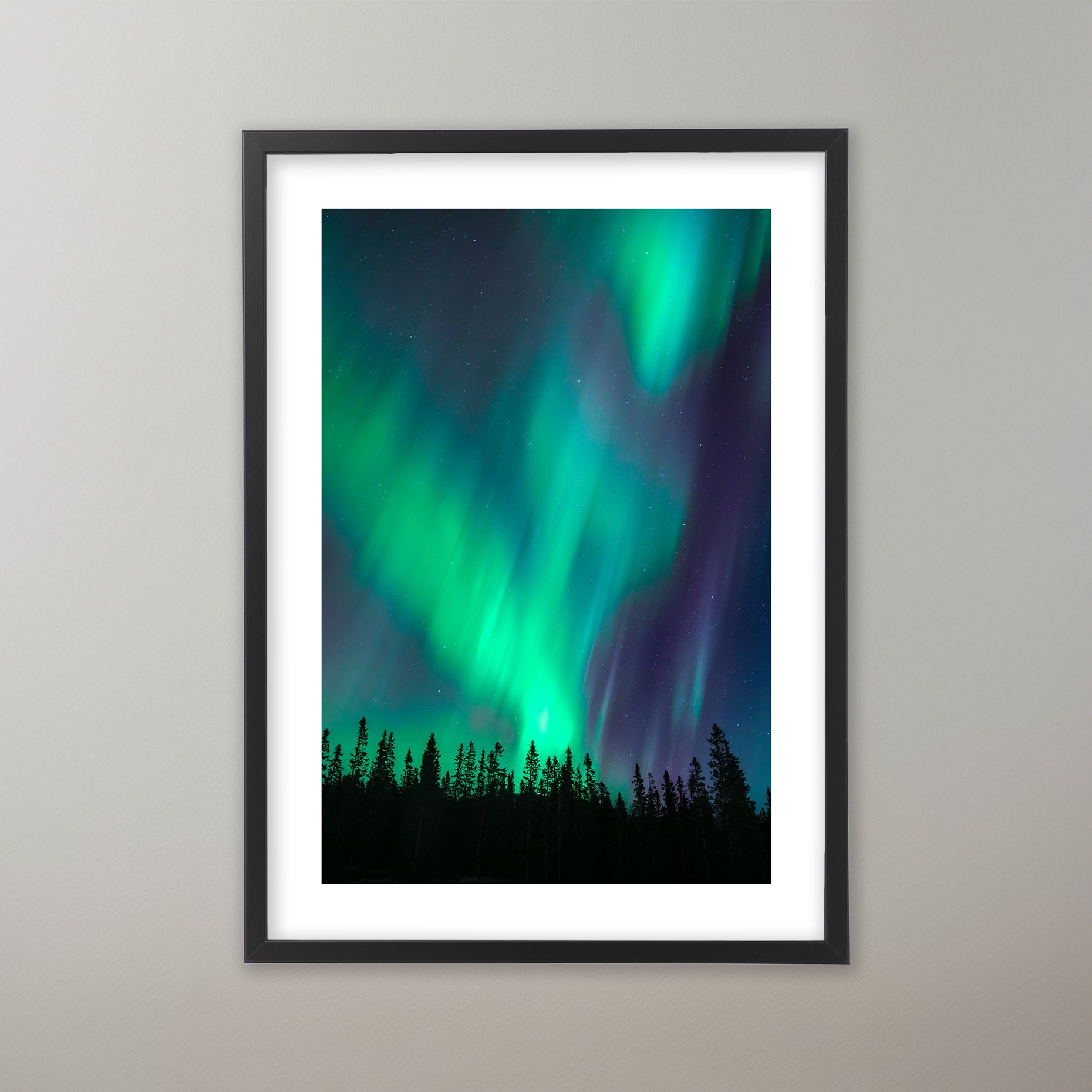 Skimrande grönt och violett norrsken över trädtoppar i Grövelfjäll. Poster i olika storlekar: 30x40 cm, 40x50 cm, 50x70-cm, 70x100 cm.