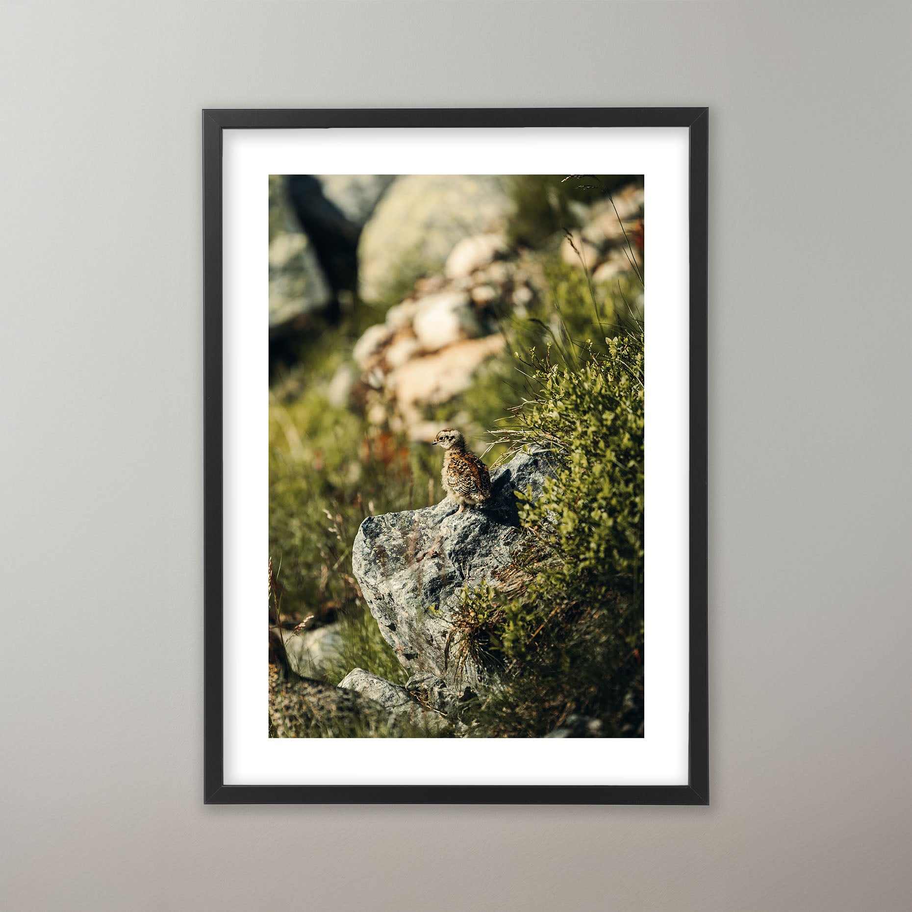 Natures Nursery - Sonfjället