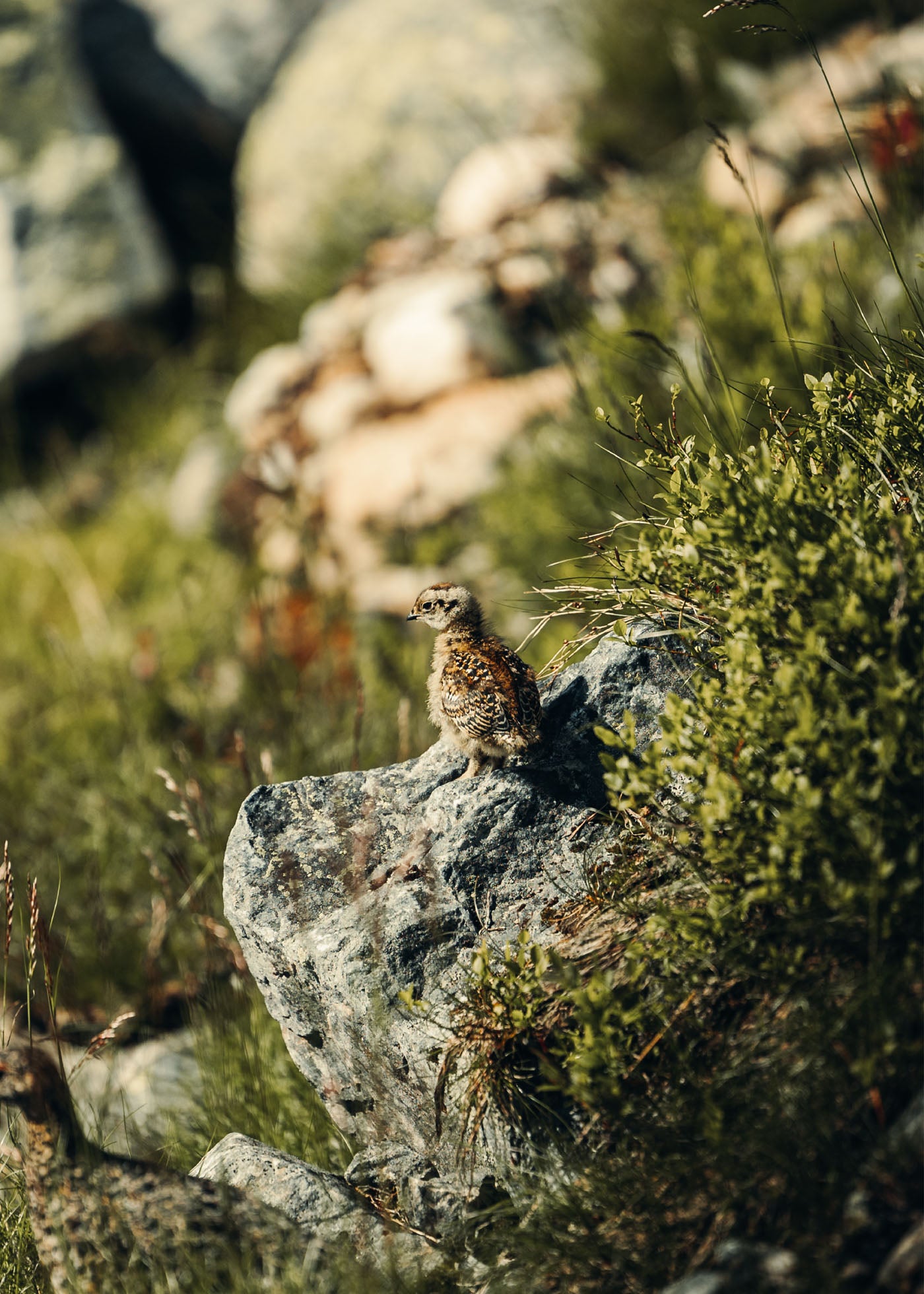 Natures Nursery - Sonfjället