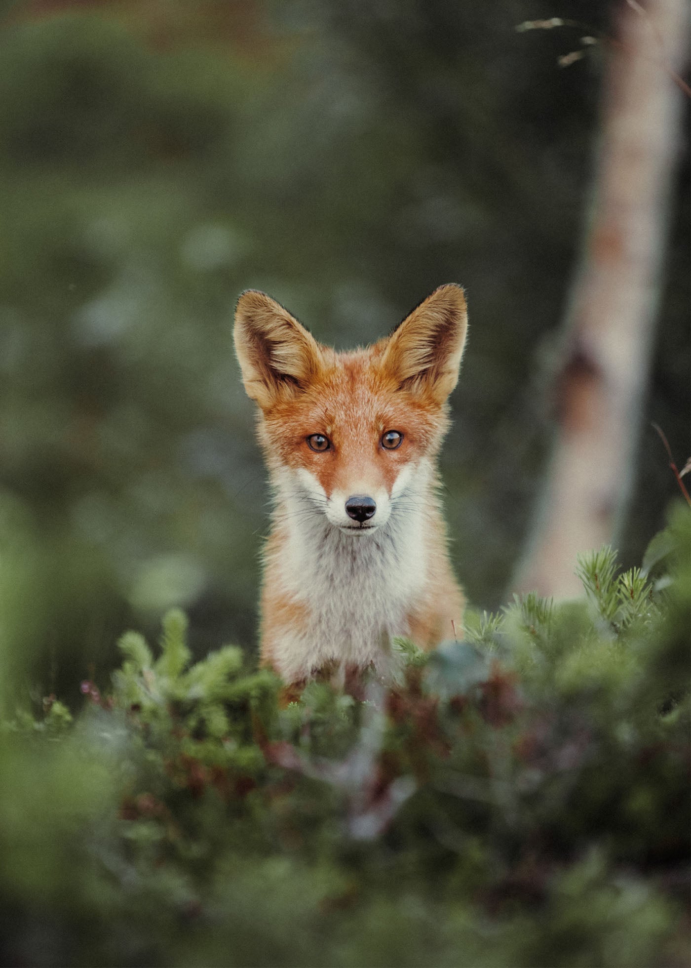 Young Explorer - Grövelsjön