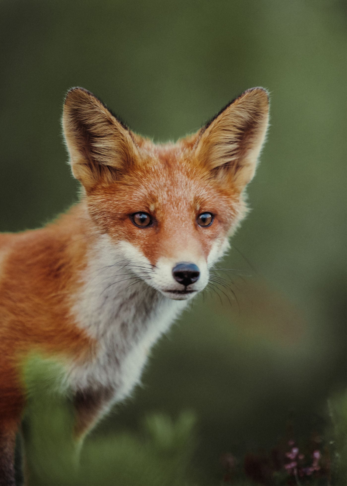 Curious Cub - Grövelsjön