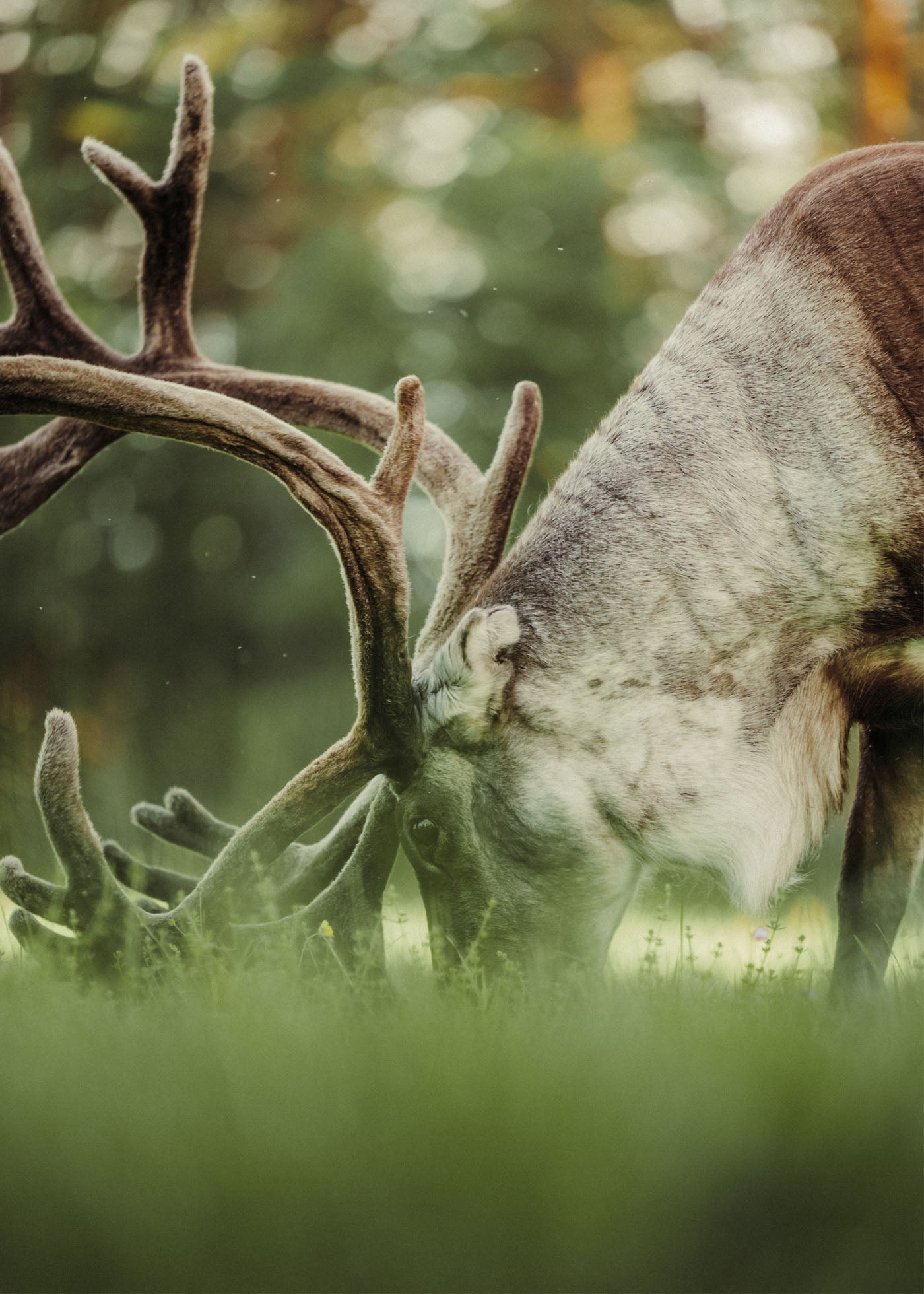 Forest Feast - Idre