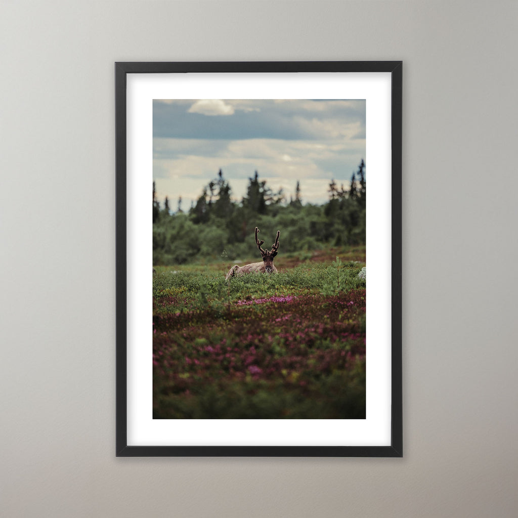 Blooming Tundra - Nipfjället