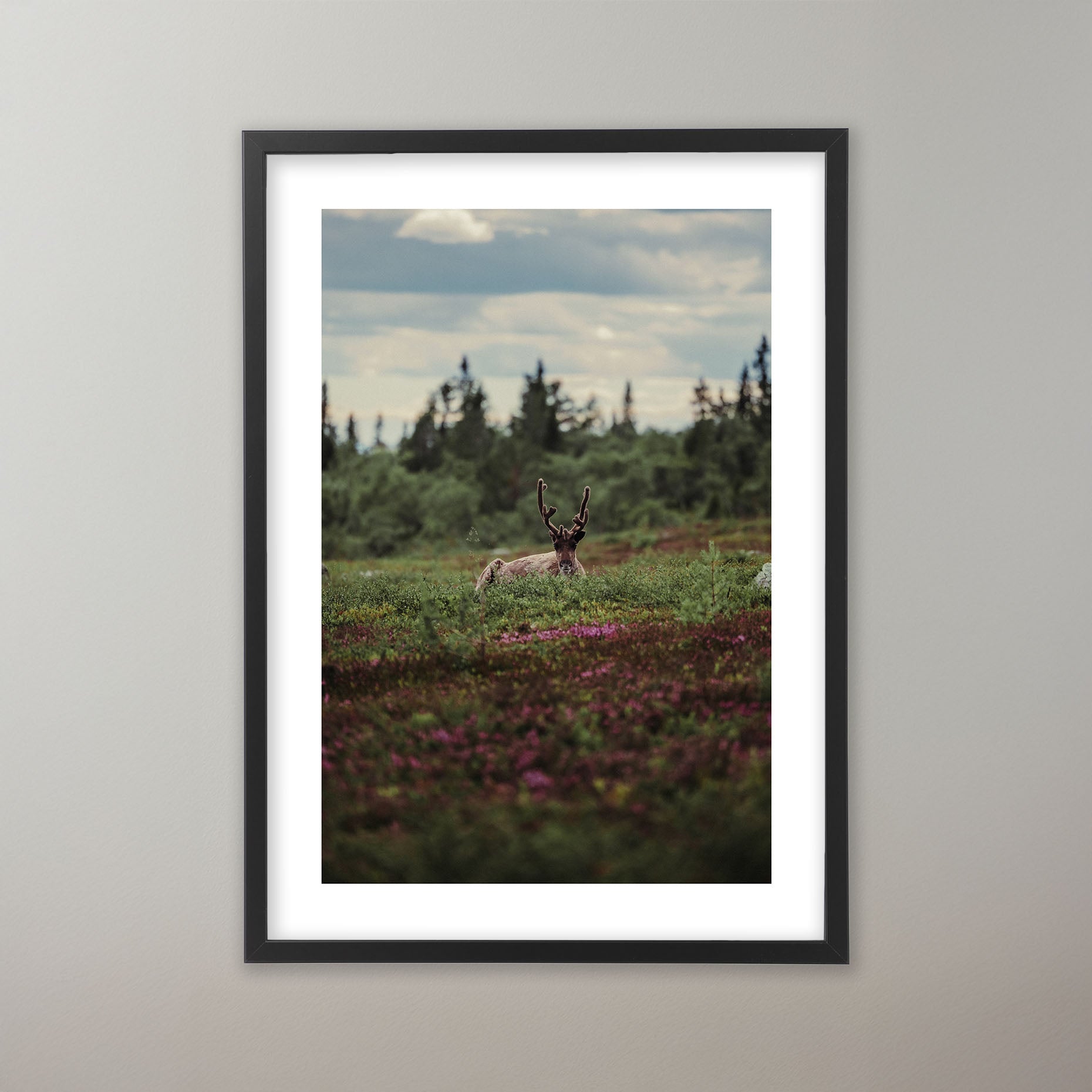 Blooming Tundra - Nipfjället