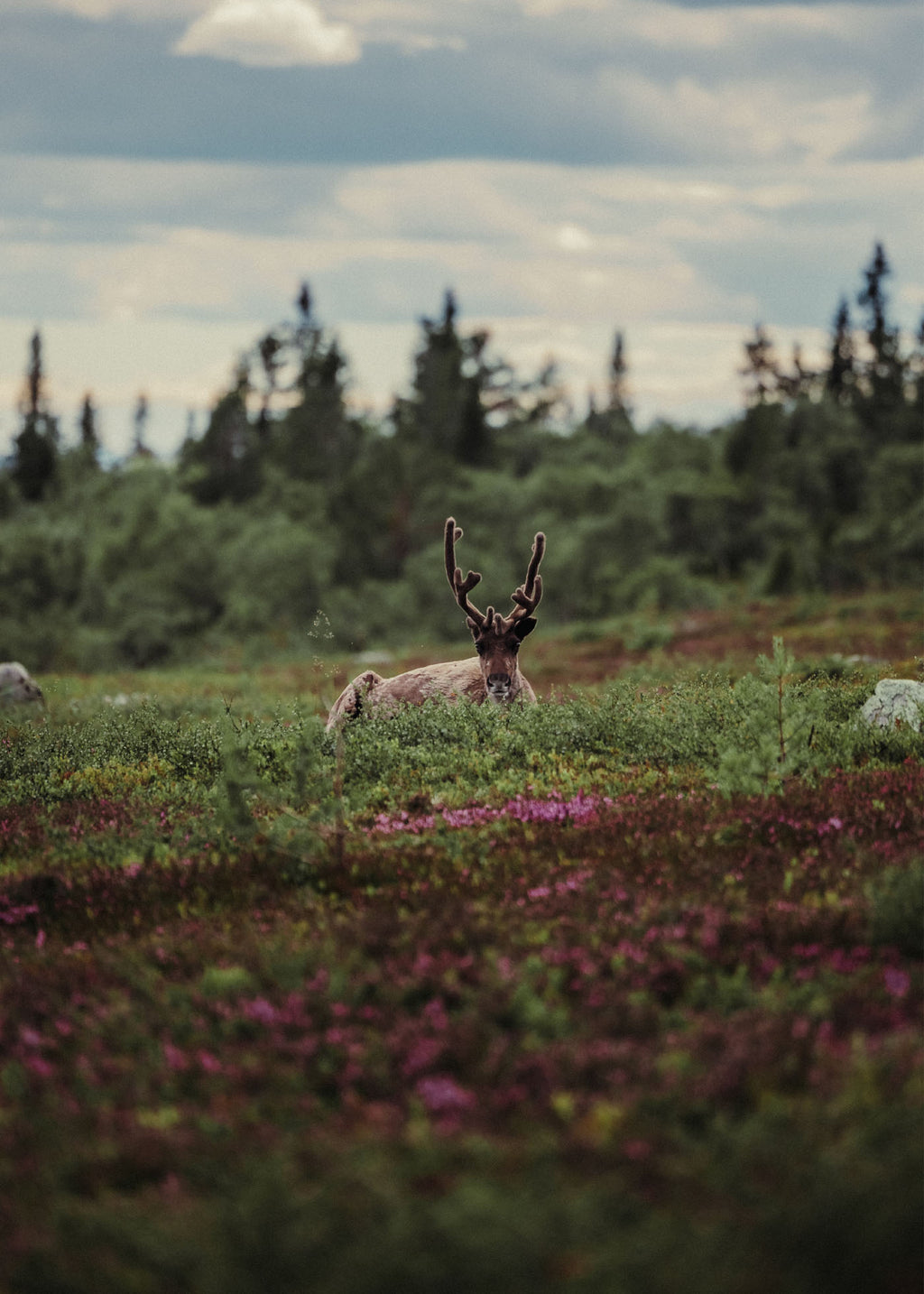 Blooming Tundra - Nipfjället