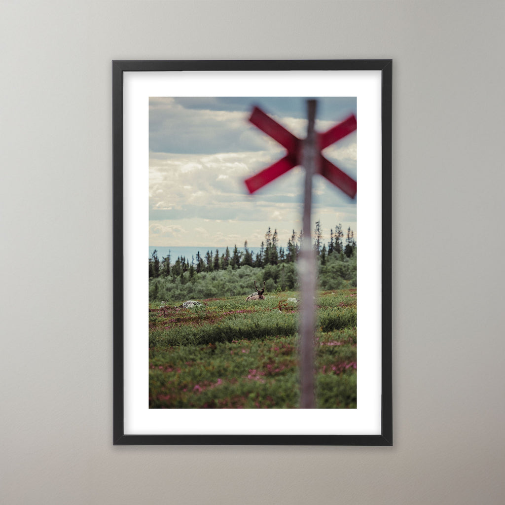Summer Reindeer - Nipfjället