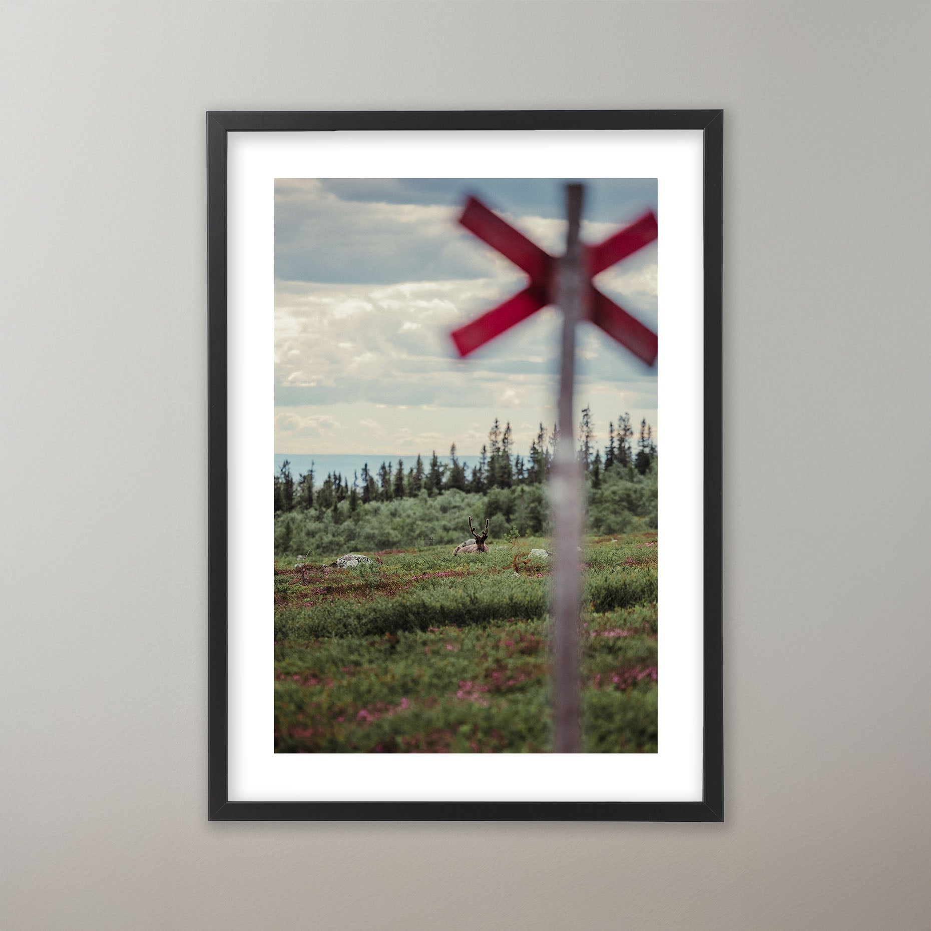 Summer Reindeer - Nipfjället