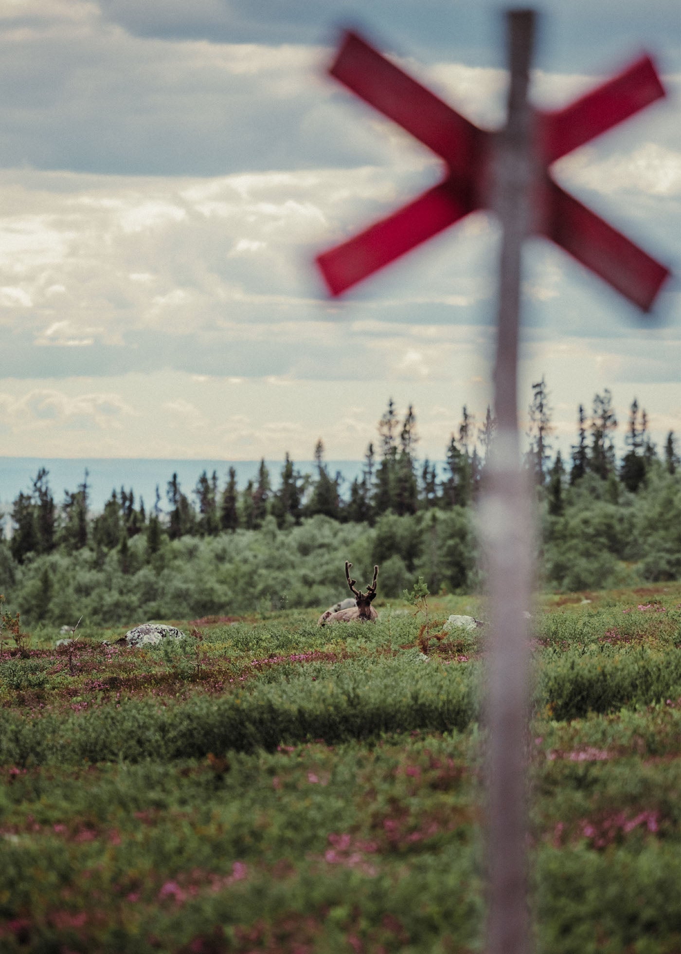 Summer Reindeer - Nipfjället