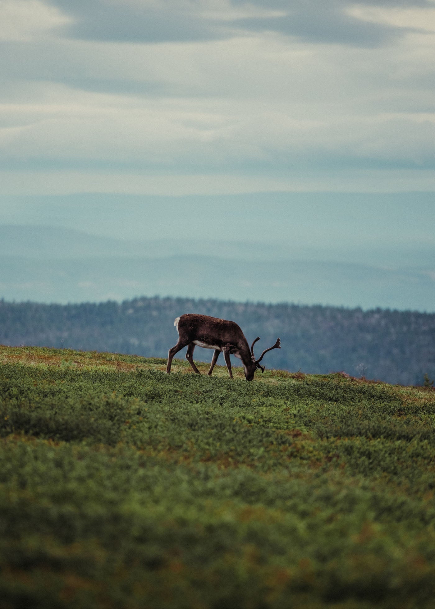 Solitary Grazer - Nipfjället