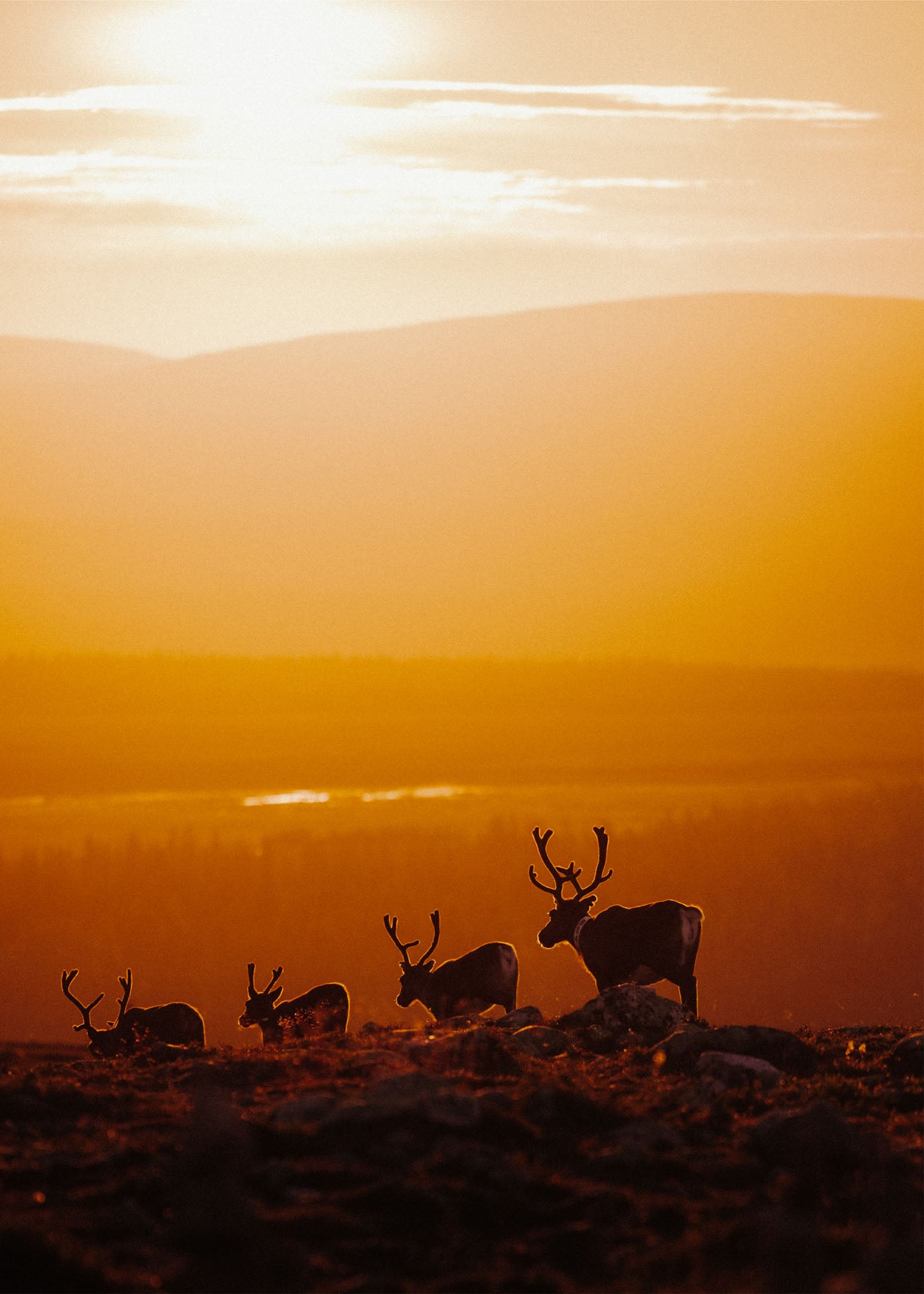 Dawn Patrol - Nipfjället