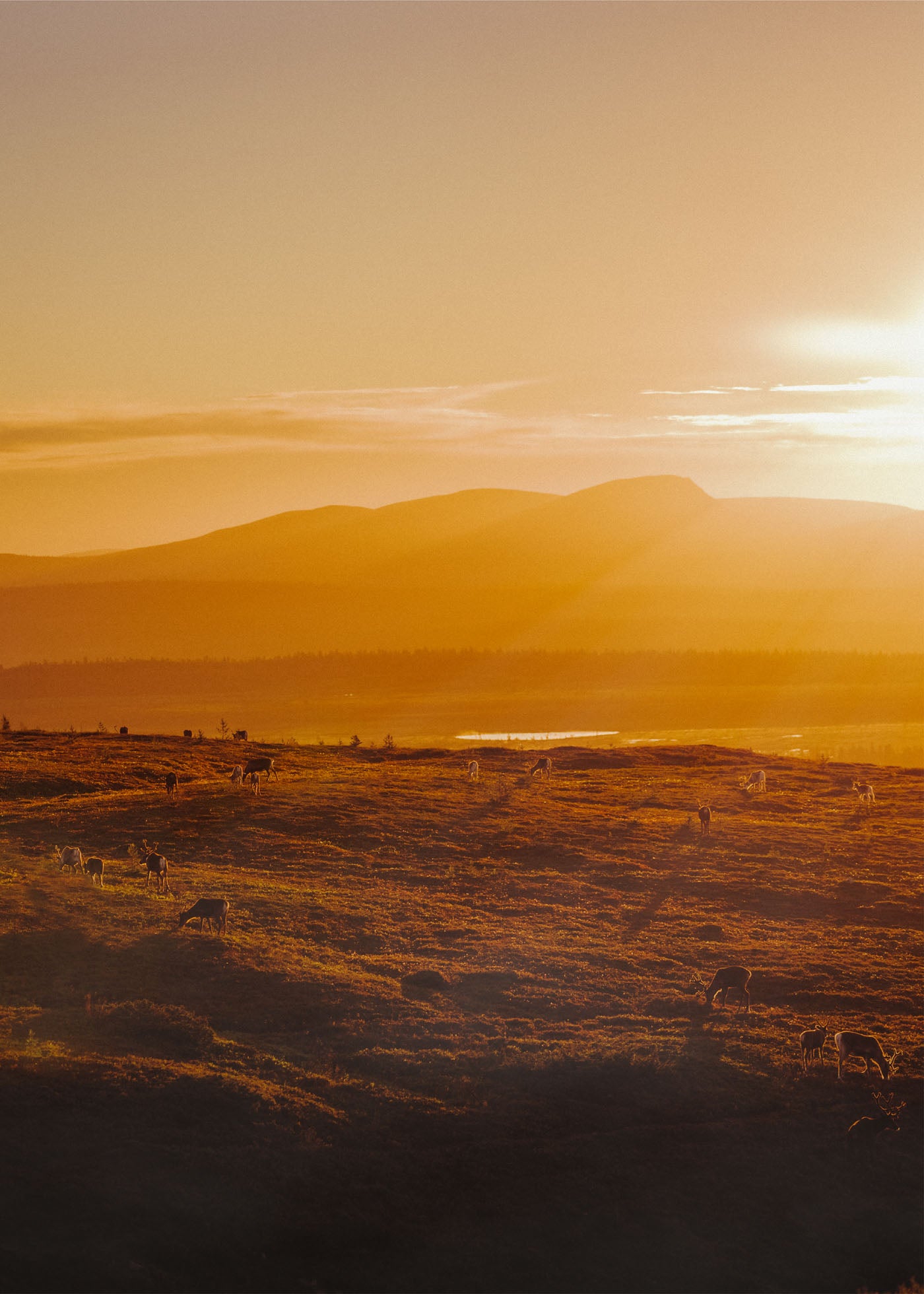 Sunrise Gathering - Nipfjället