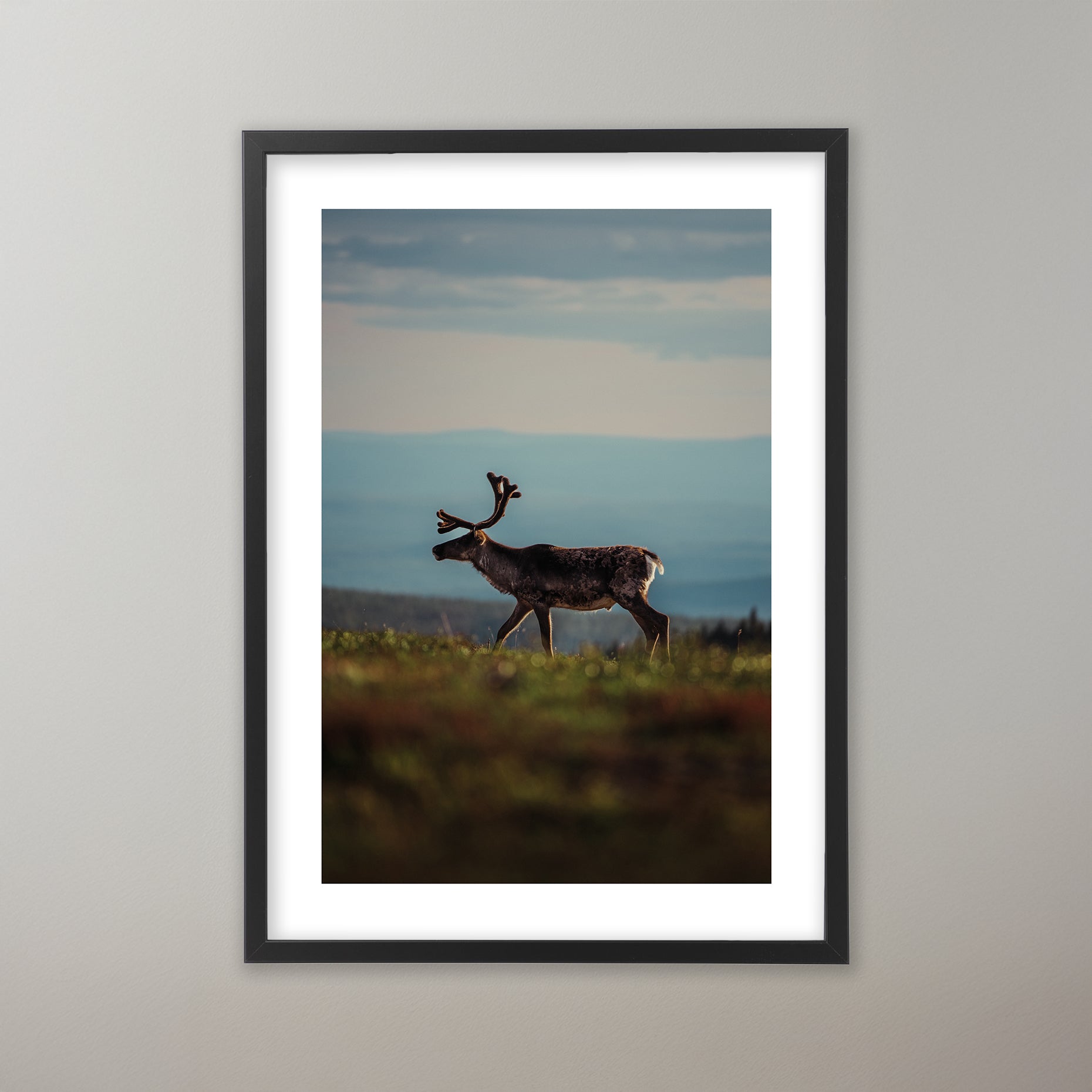 En ren betar på Nipfjället. Poster i olika storlekar: 30x40 cm, 40x50 cm, 50x70-cm, 70x100 cm.