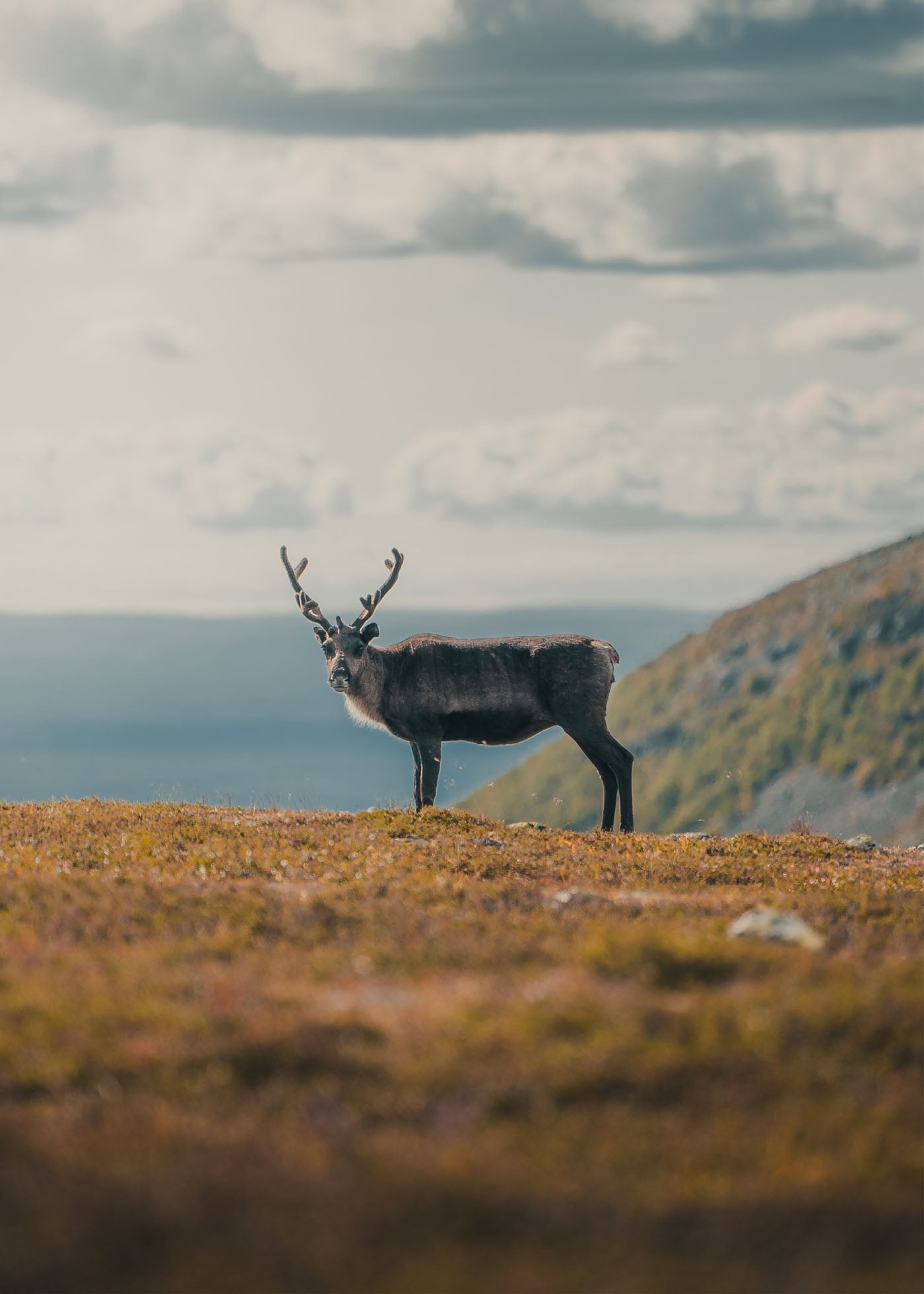 Fjell Wanderer - Nipfjället