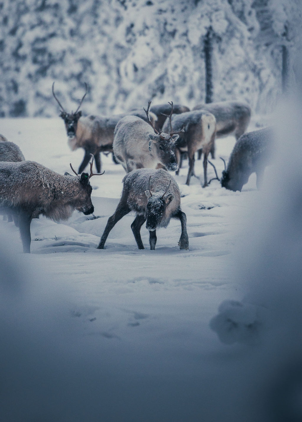 Frosty Fellowship - Idre