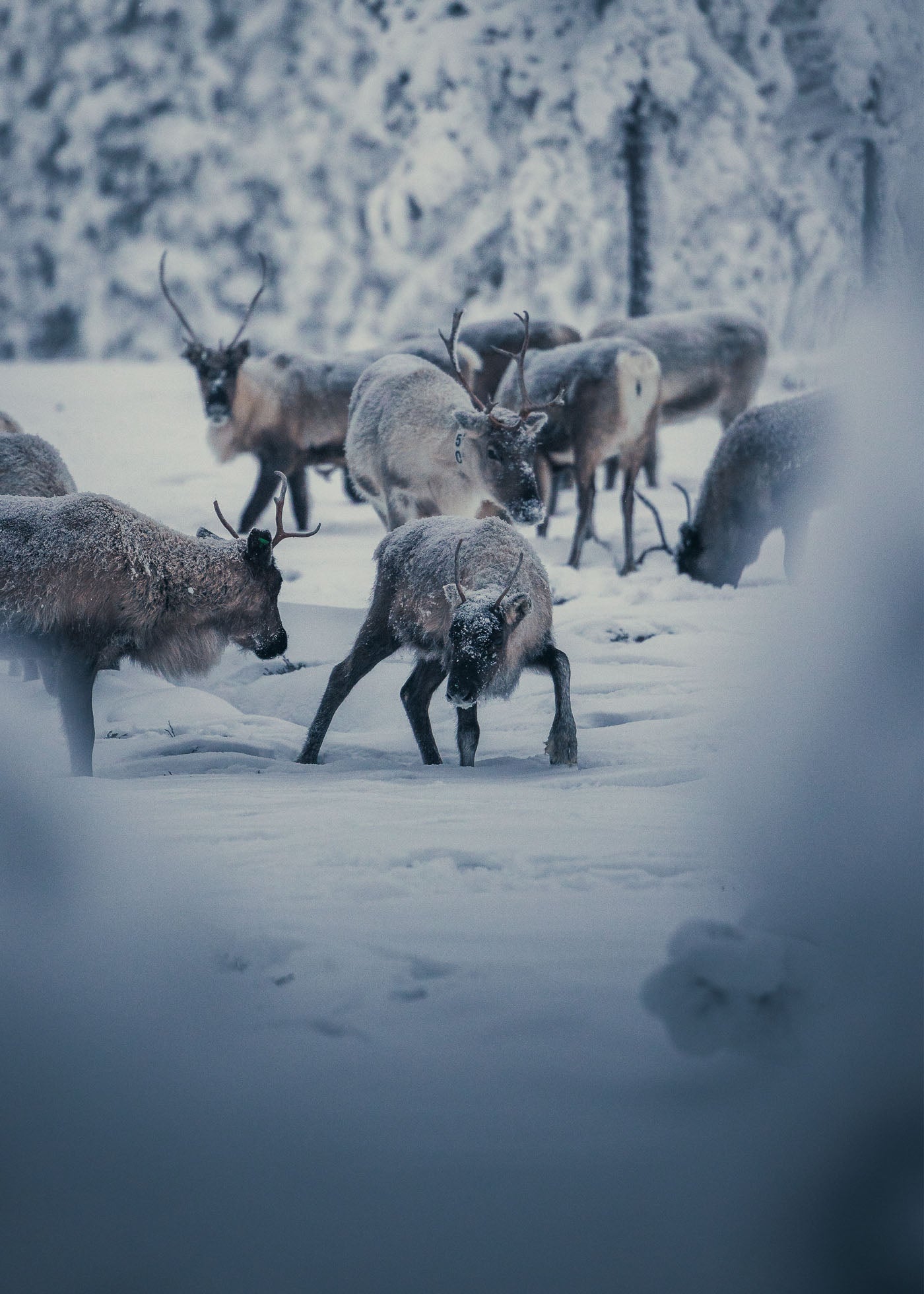 Frosty Fellowship - Idre