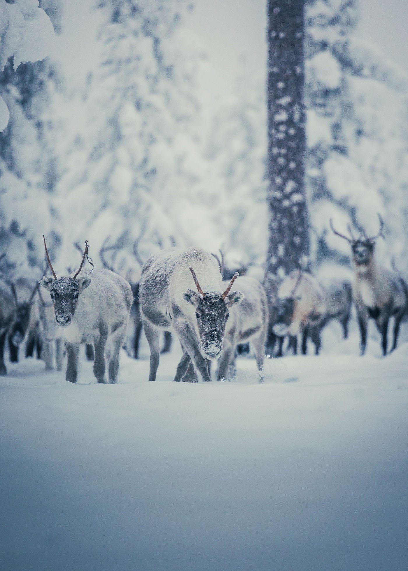 Winters Whisper - Idre