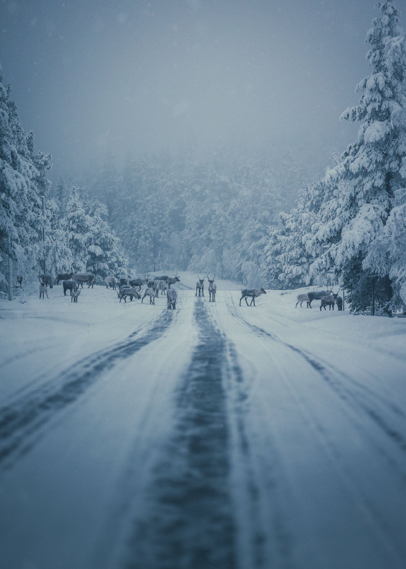 Traffic Jam Arctic Style - Idre