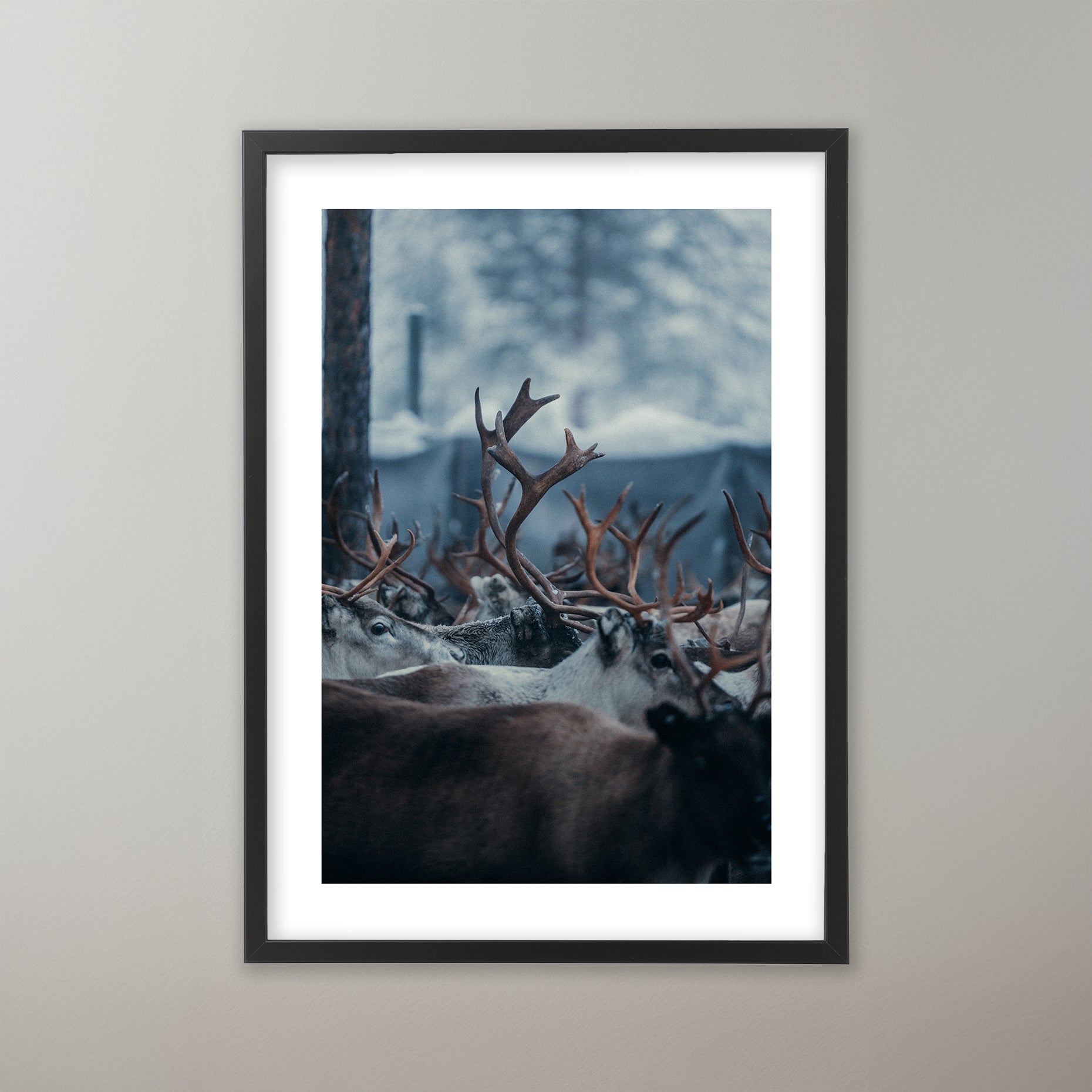 Renskildring i Idre. Poster i olika storlekar: 30x40 cm, 40x50 cm, 50x70-cm, 70x100 cm.