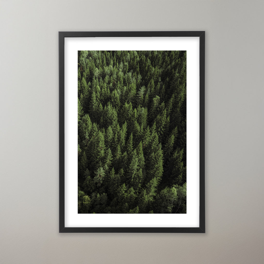 Gröna trädkronor i en tät skog. Poster i olika storlekar: 30x40 cm, 40x50 cm, 50x70-cm, 70x100 cm.