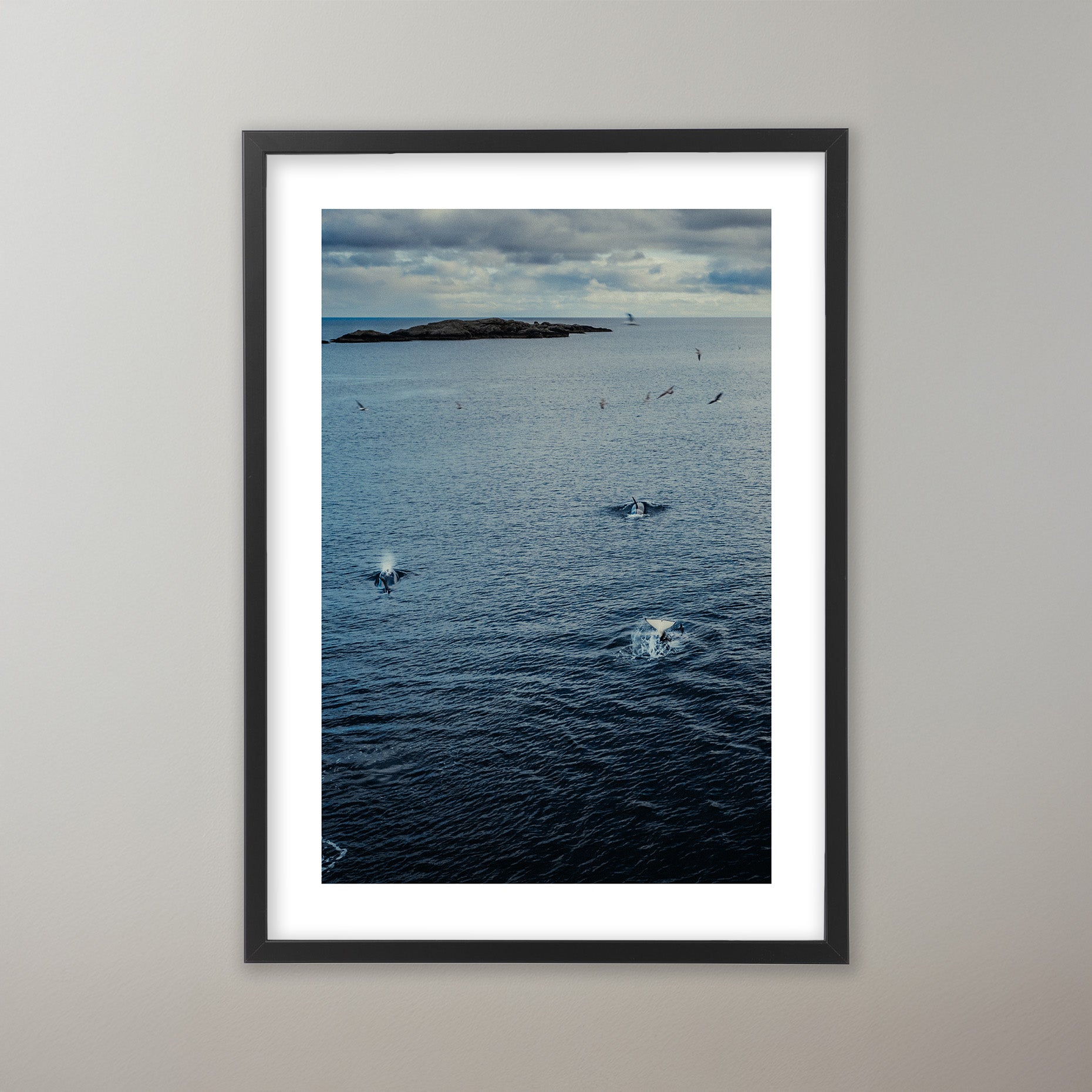 Orcas - Lofoten