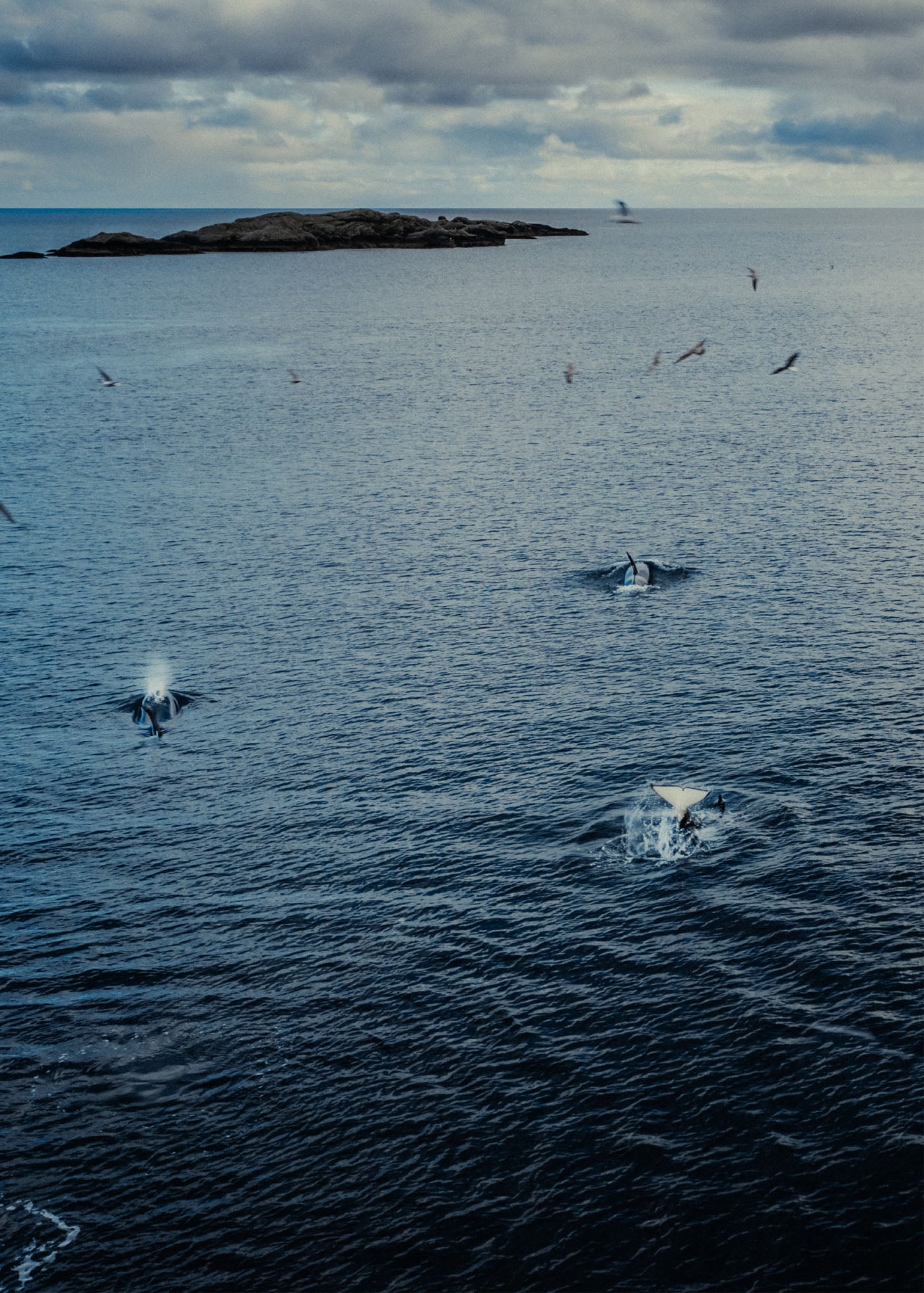 Orcas - Lofoten
