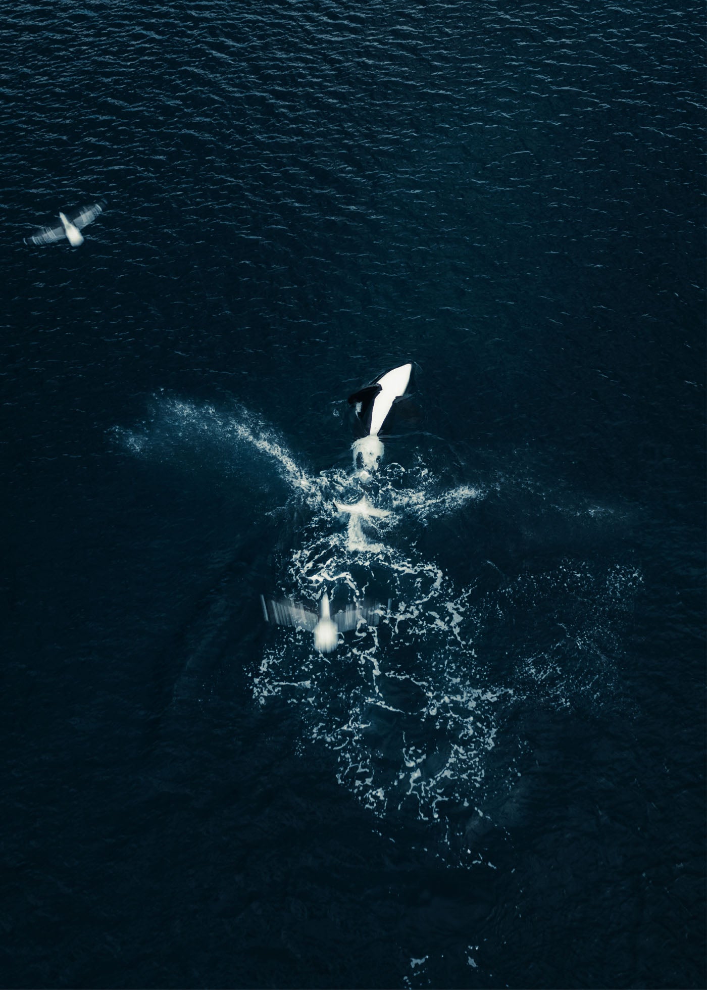 Deep Blue Dynasty - Lofoten