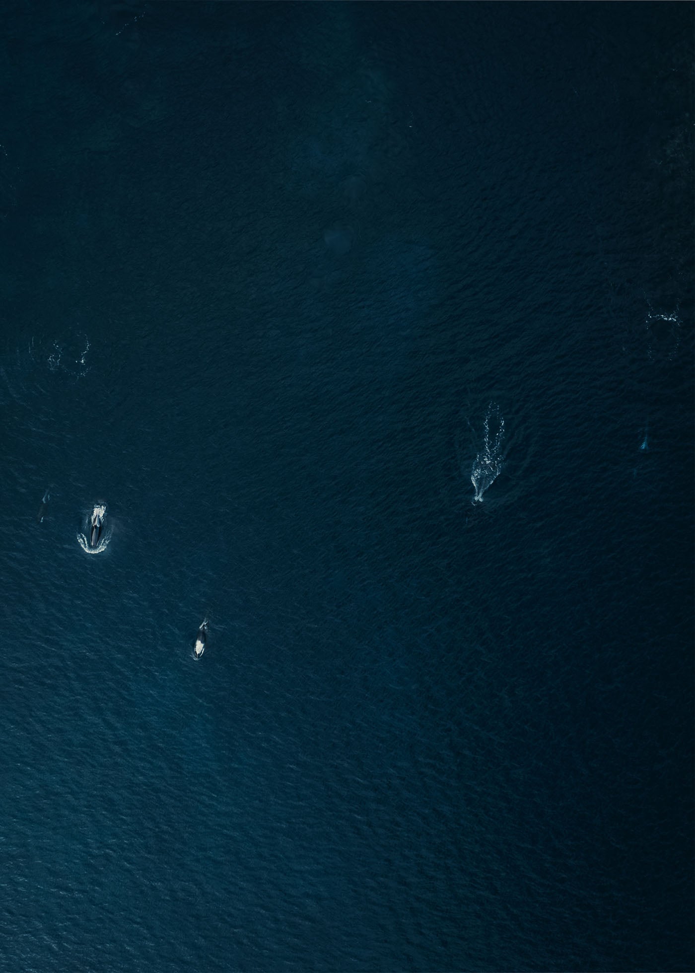Killer Whales - Lofoten