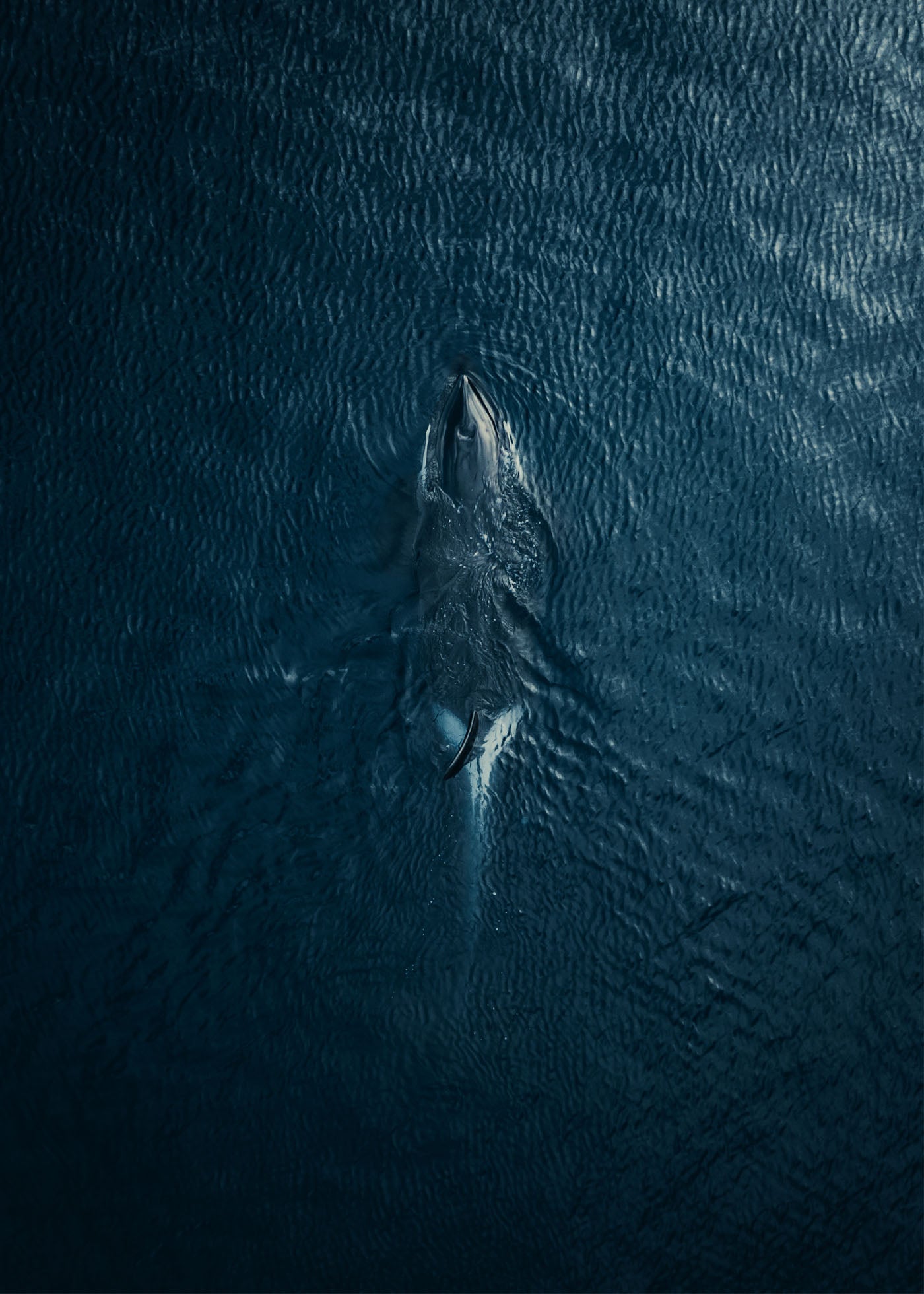 Marine Majesty - Lofoten