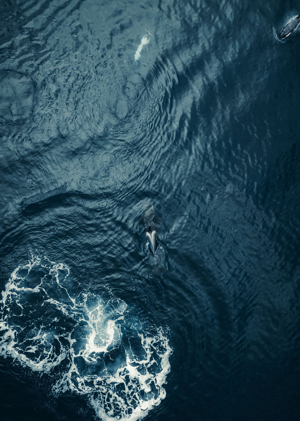 Ocean Giant - Lofoten