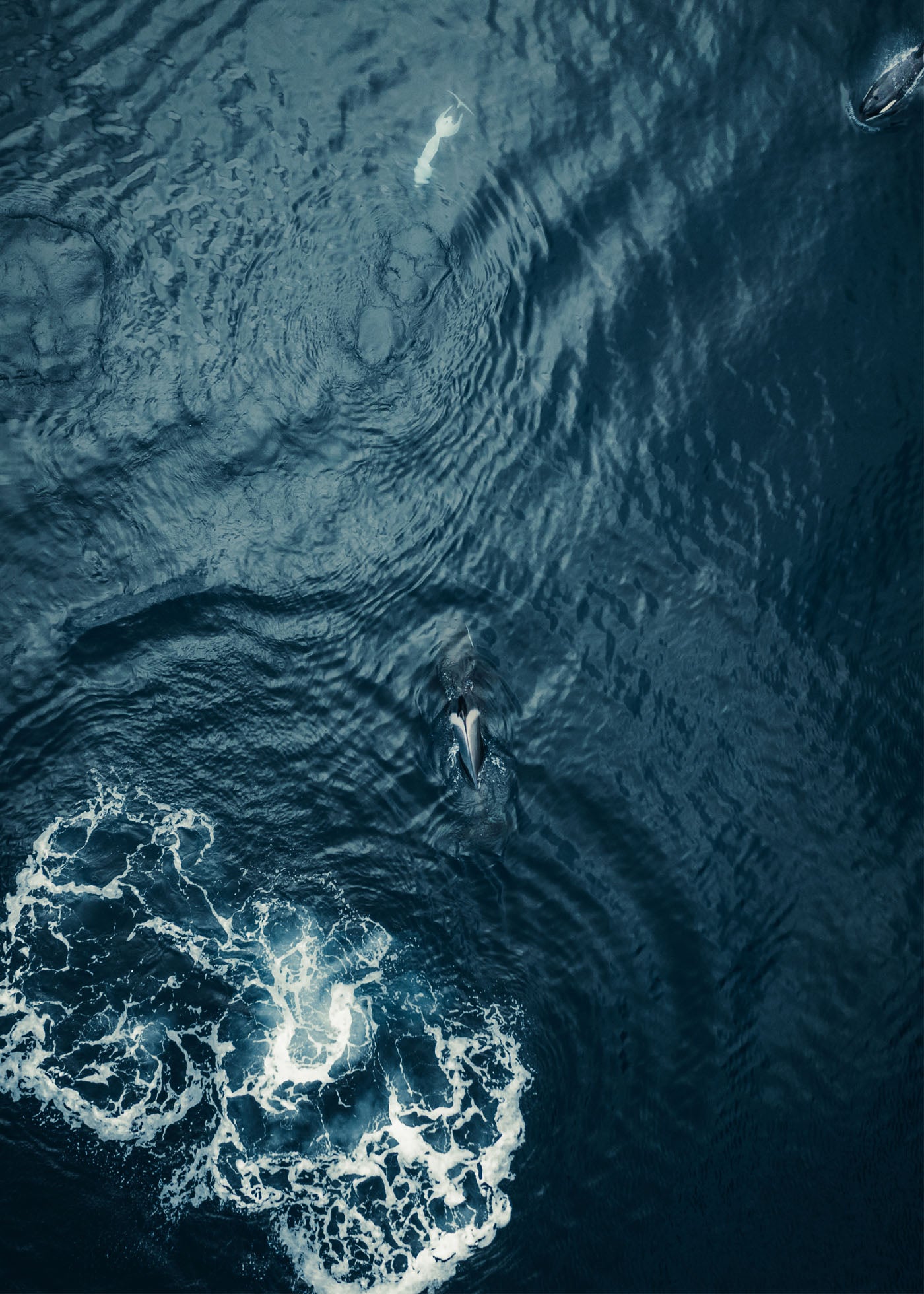Ocean Giant - Lofoten
