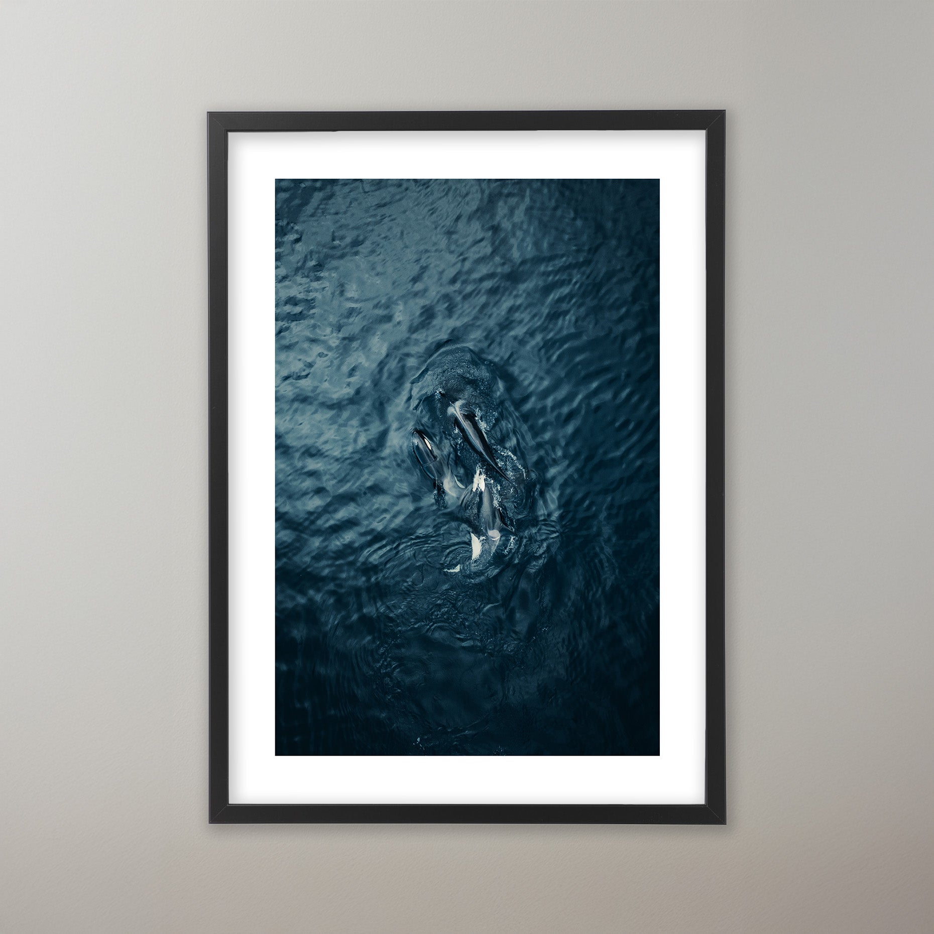 Sea Predator - Lofoten
