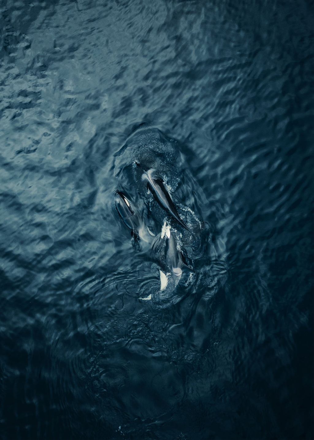Sea Predator - Lofoten