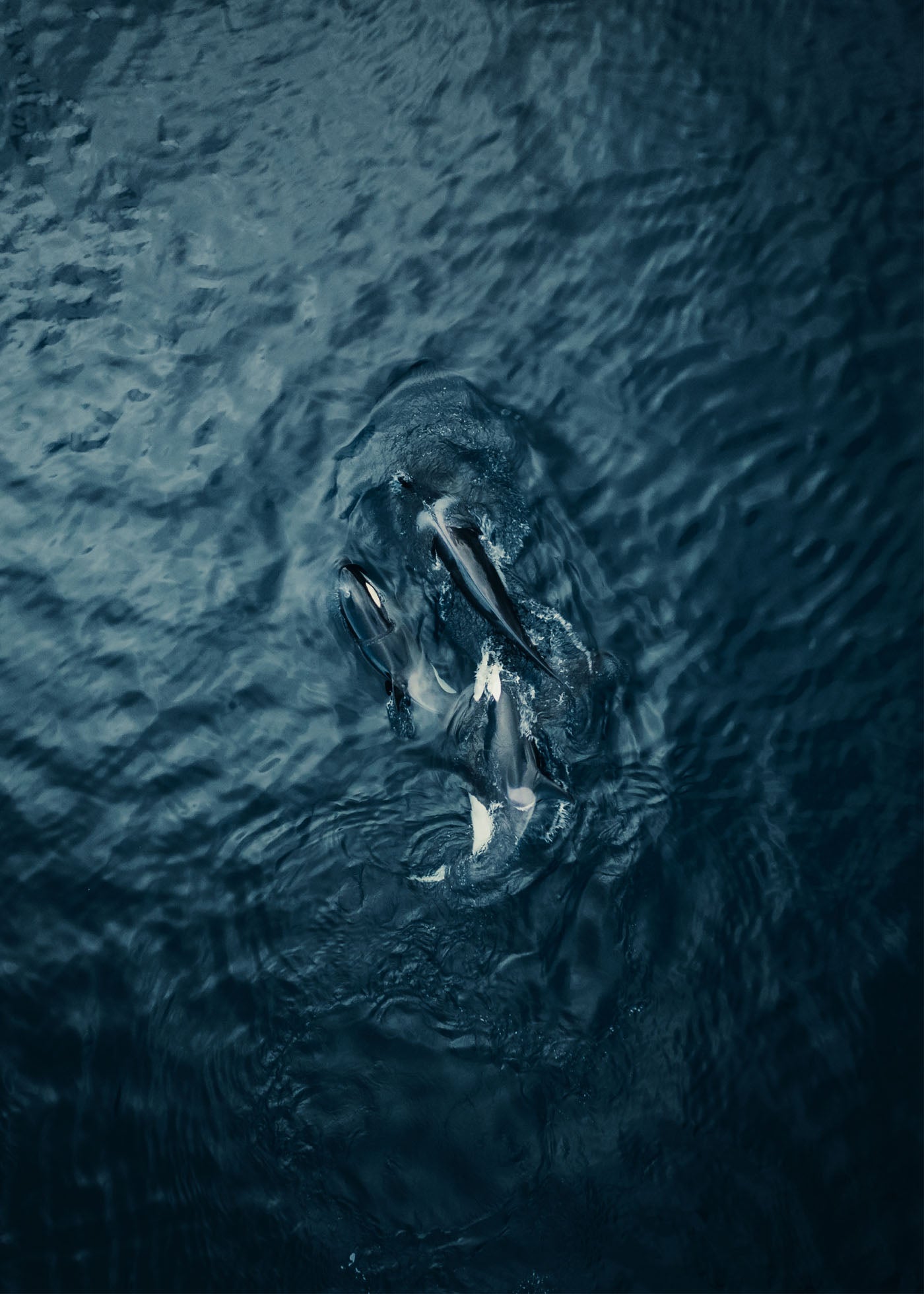 Sea Predator - Lofoten