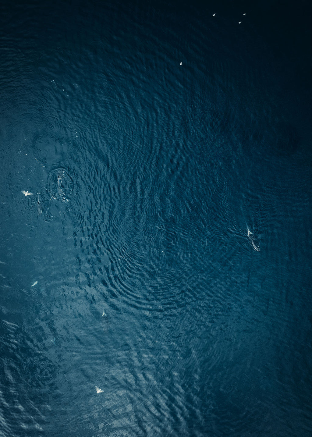 Oceans Force - Lofoten