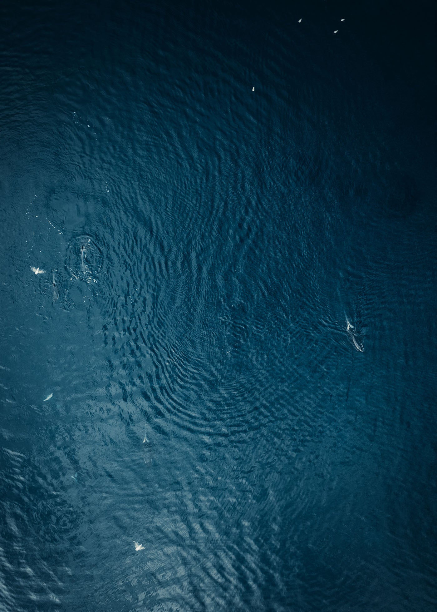 Oceans Force - Lofoten