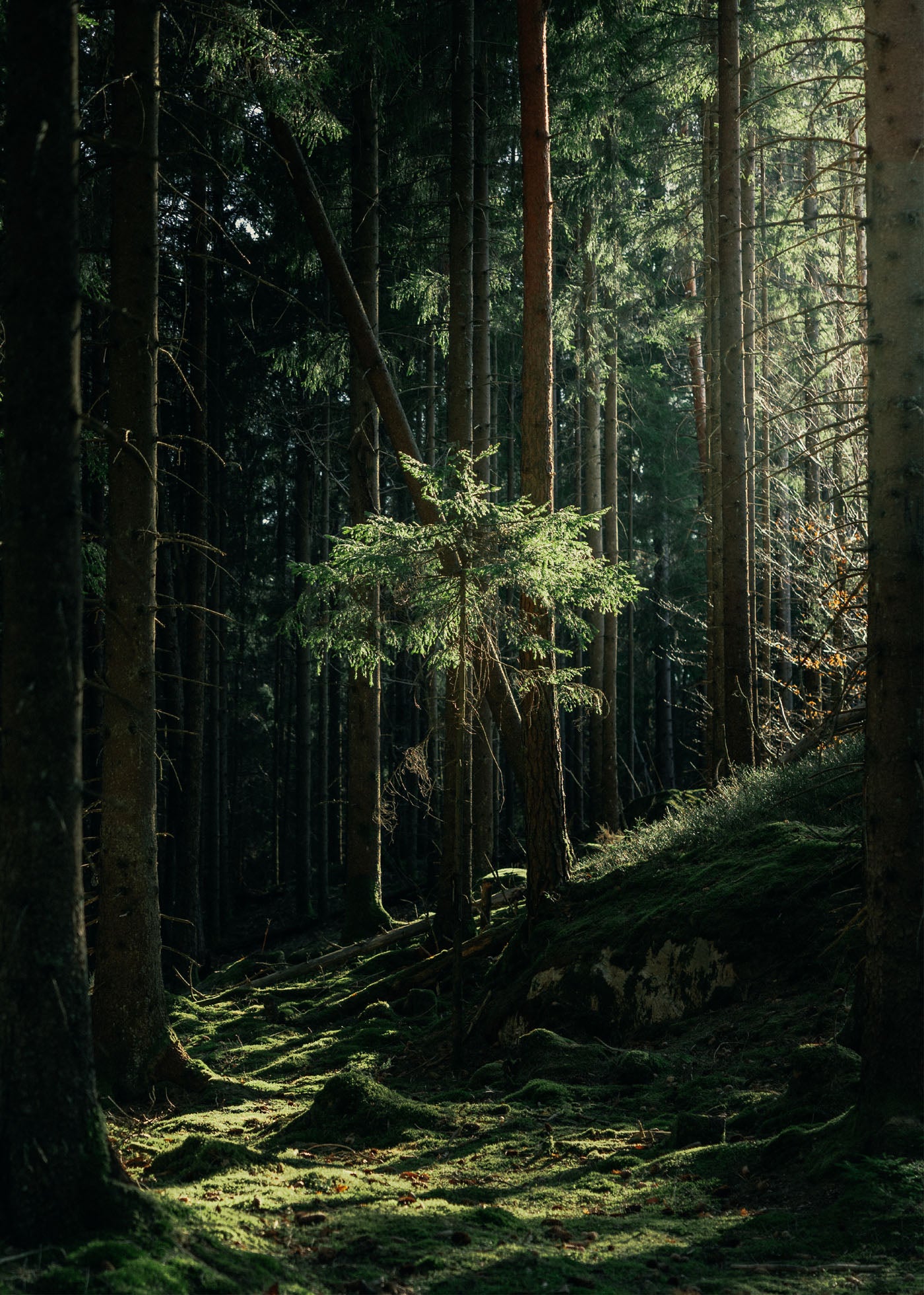 Deep Woods - Bohusleden