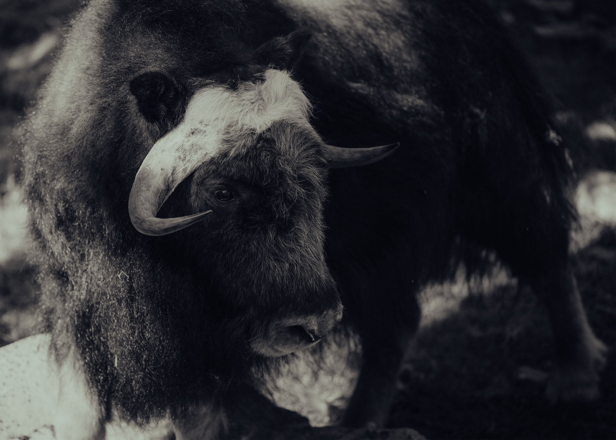 Wild Strength - Tänndalen