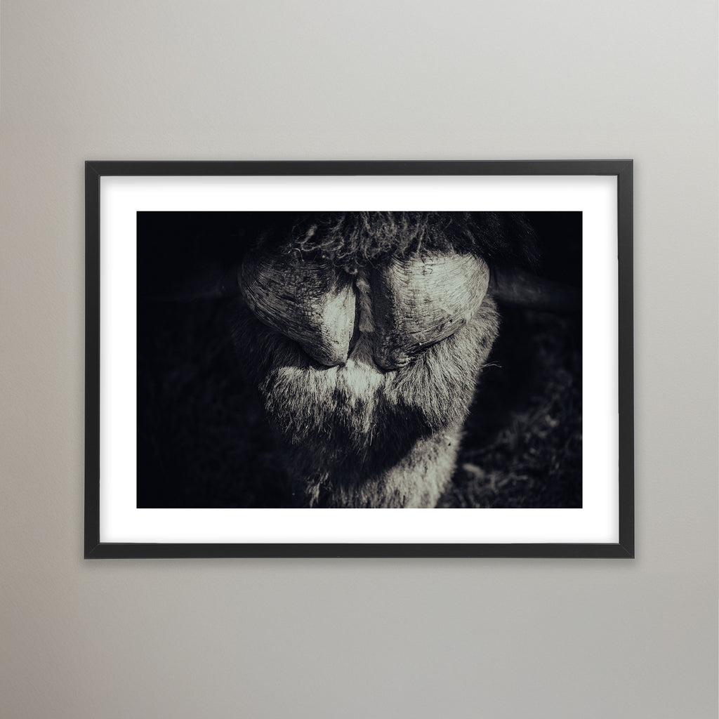 Musk Ox - Tänndalen